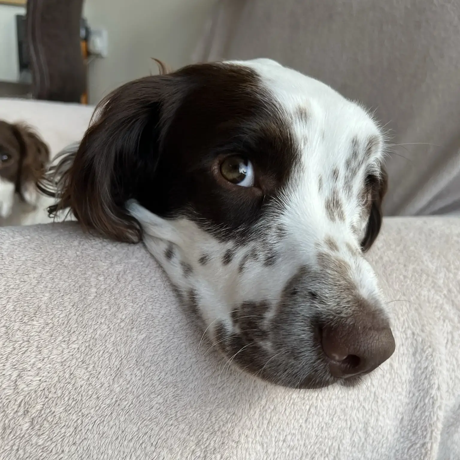 English Springer Spaniel