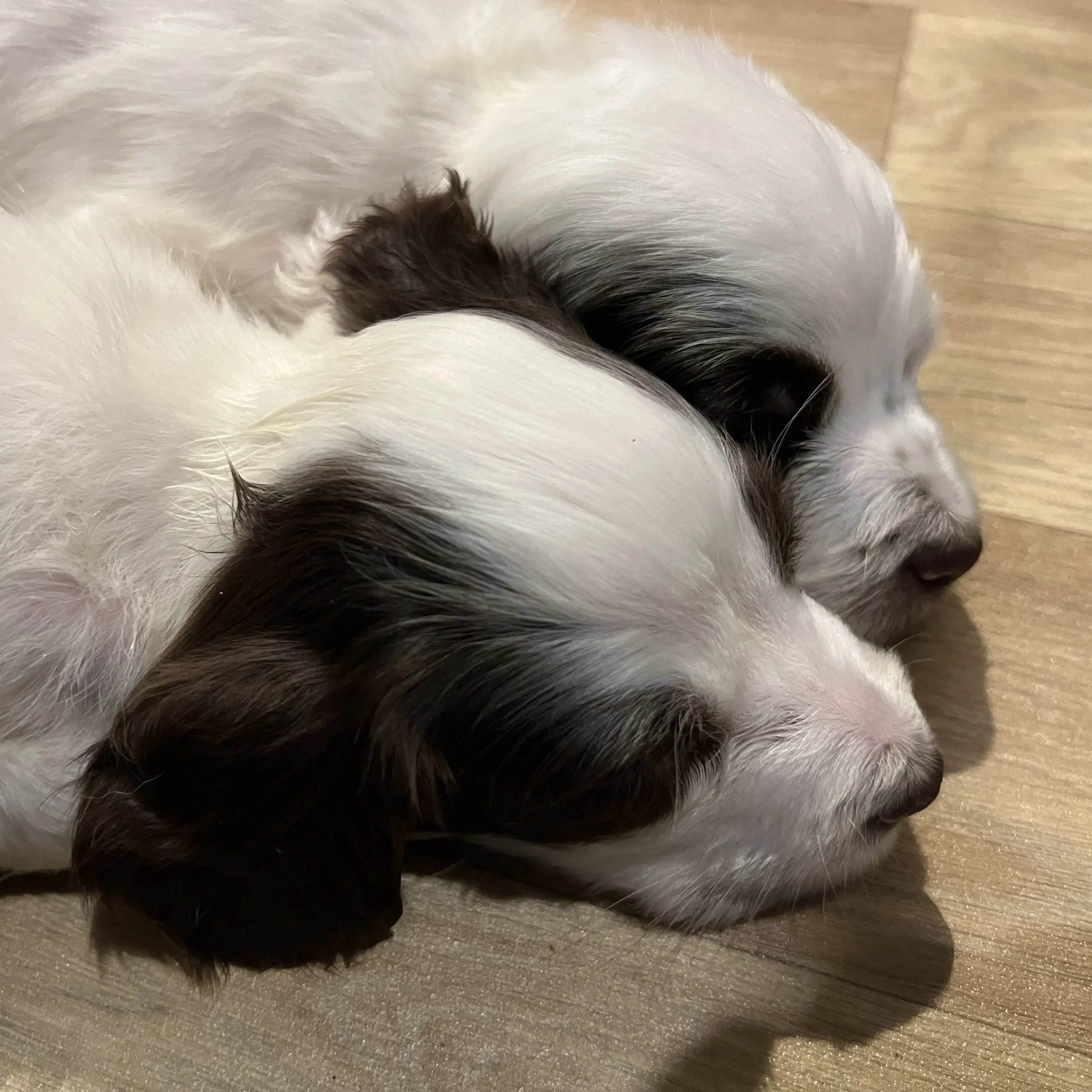 English Springer Spaniel