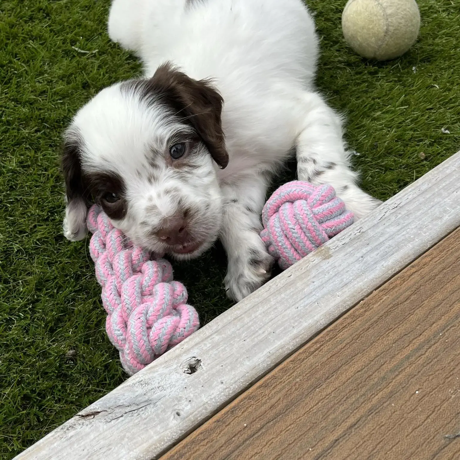 English Springer Spaniel