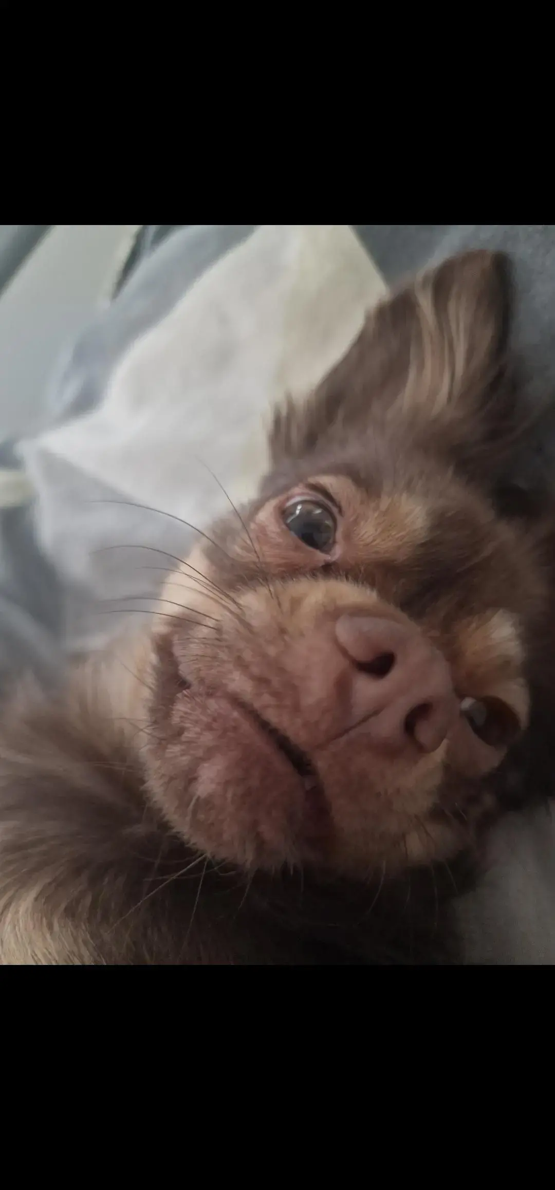 Chihuahua (Smooth Coat)