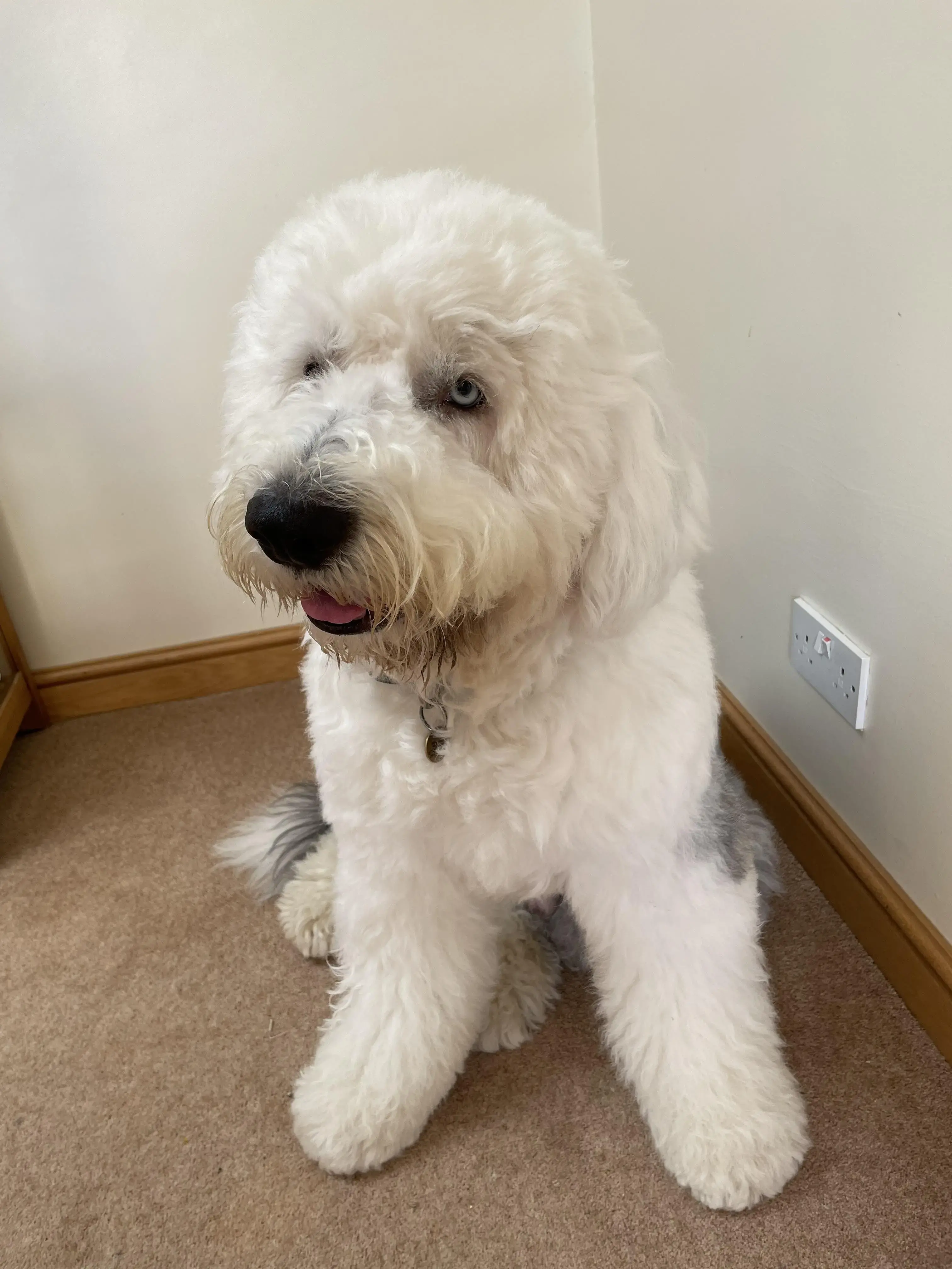 Old English Sheepdog