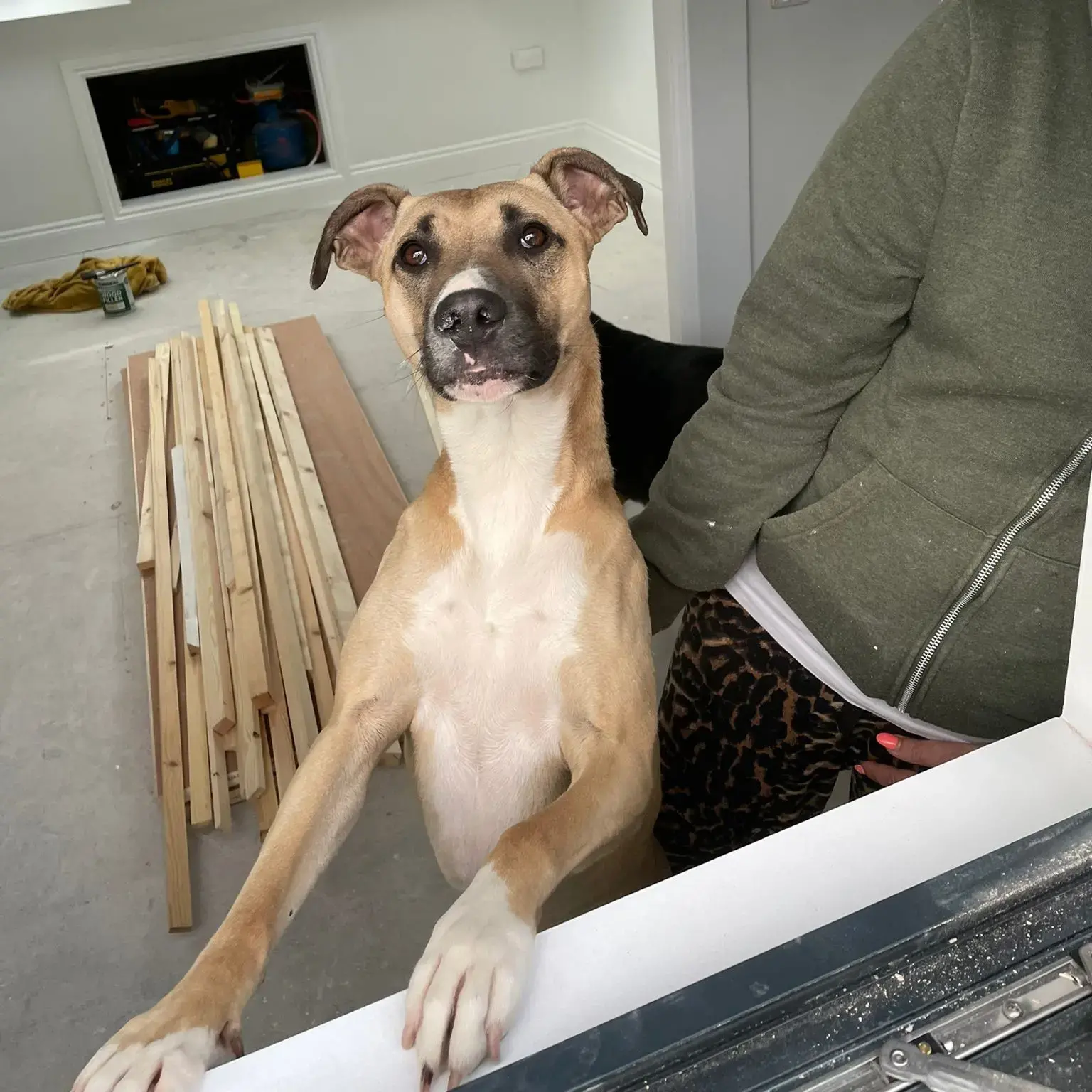 Lurcher