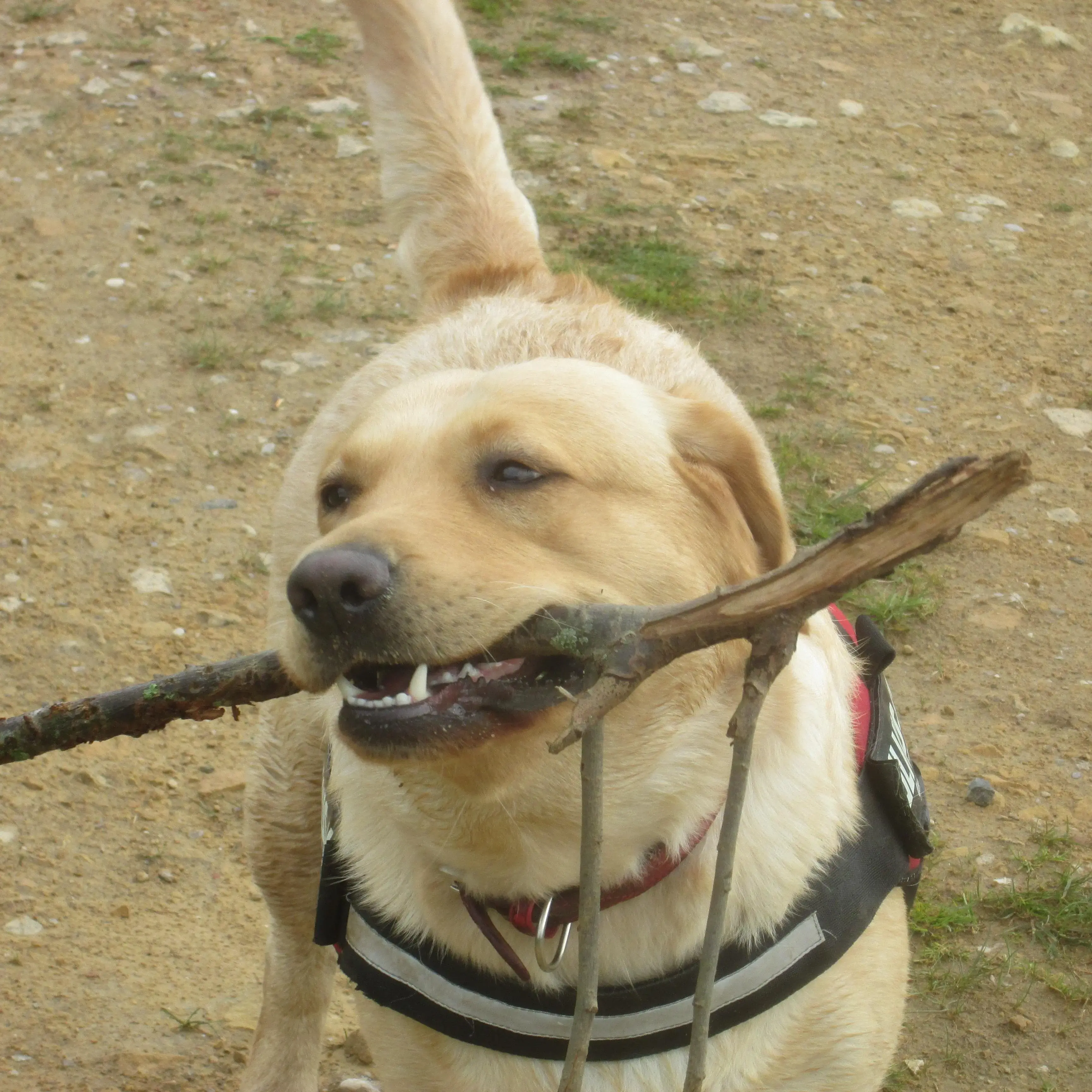 Labrador Retriever