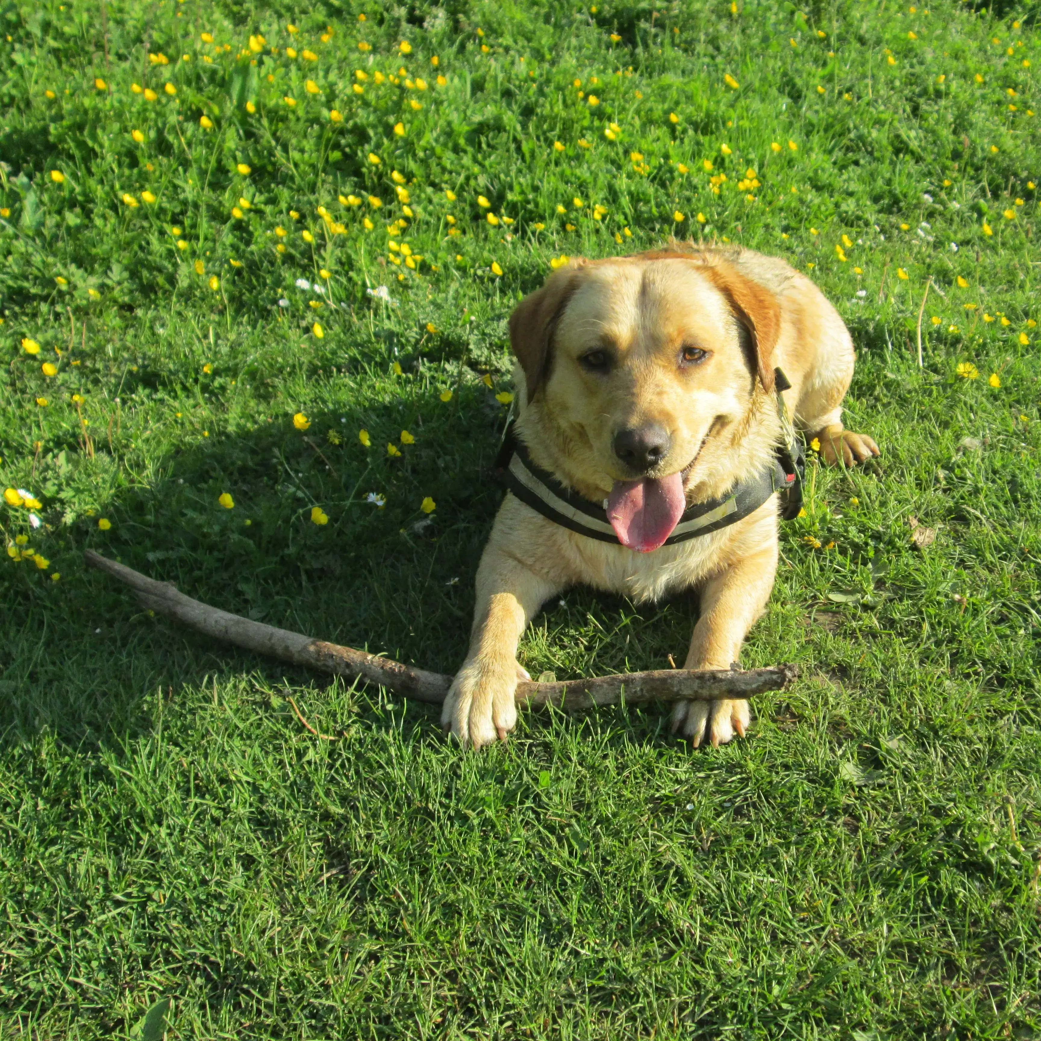 Labrador Retriever