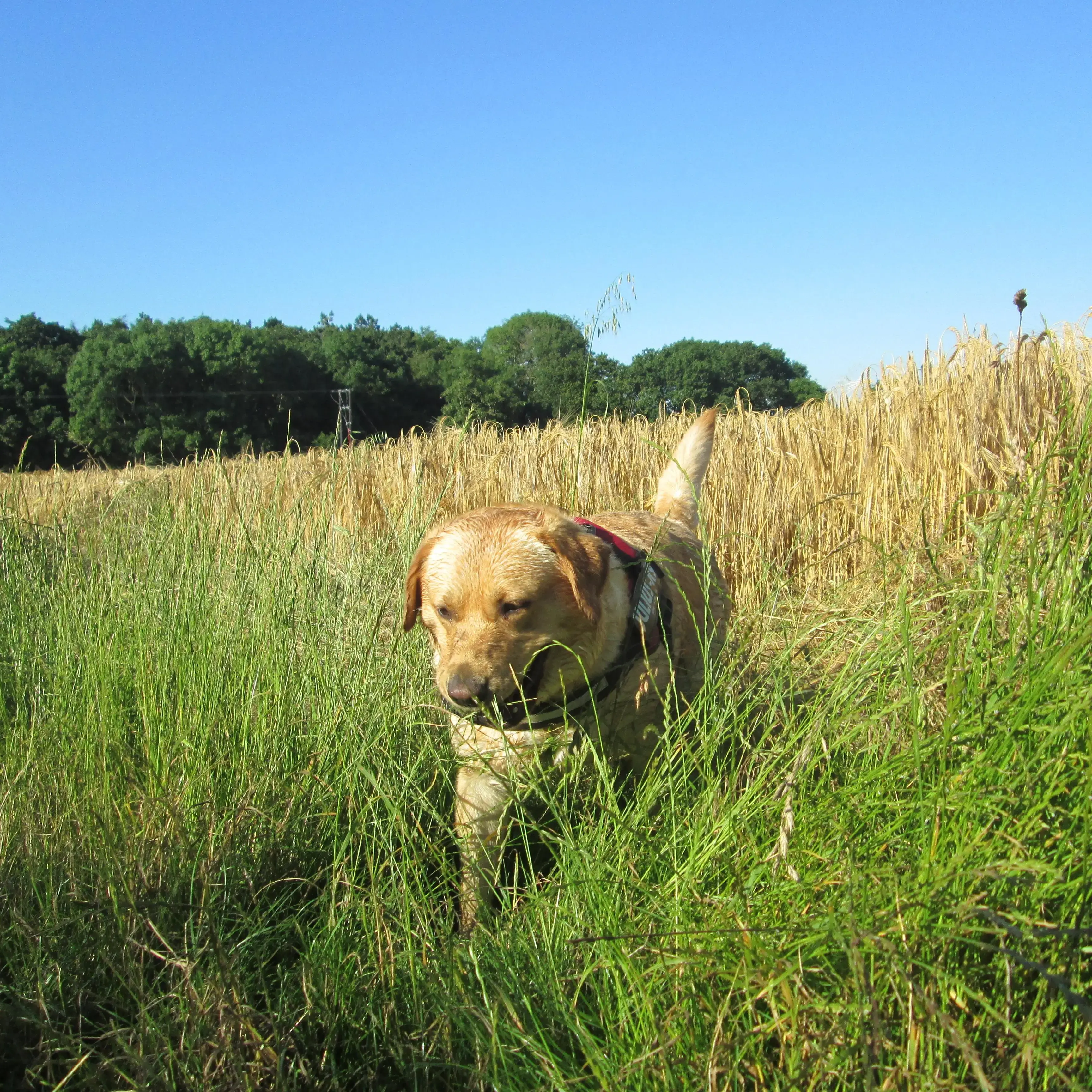 Labrador Retriever