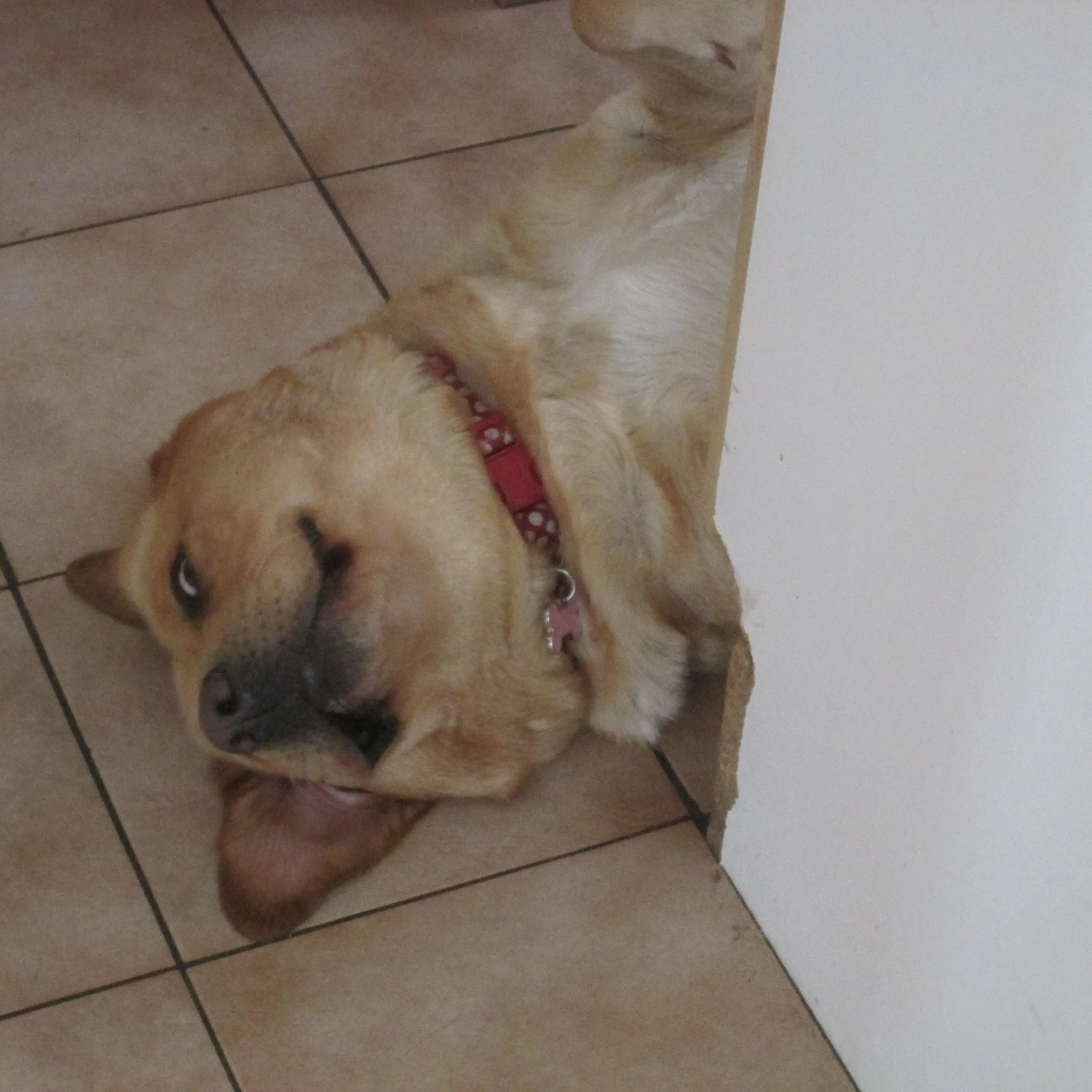Labrador Retriever