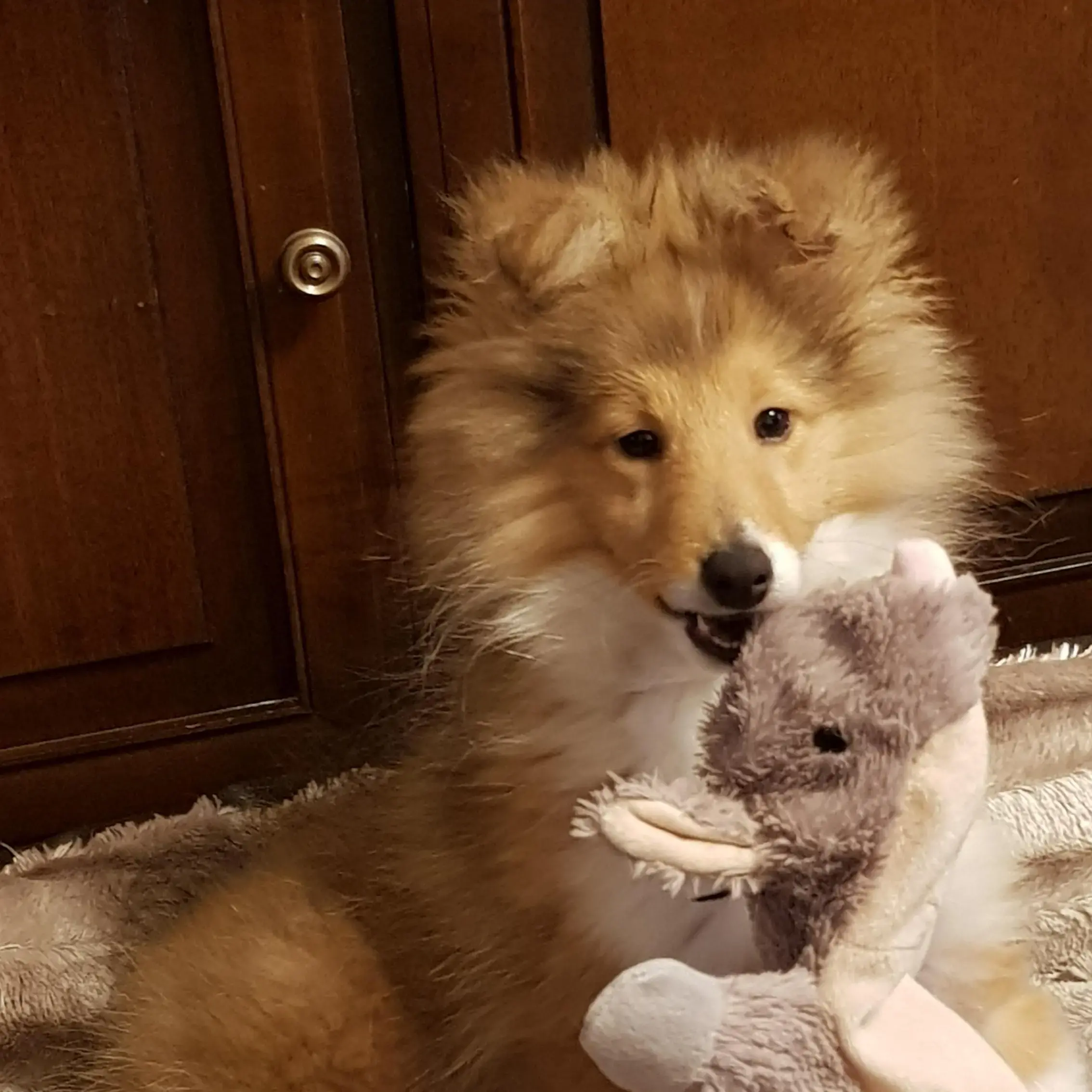 Shetland Sheepdog
