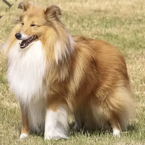 Shetland Sheepdog