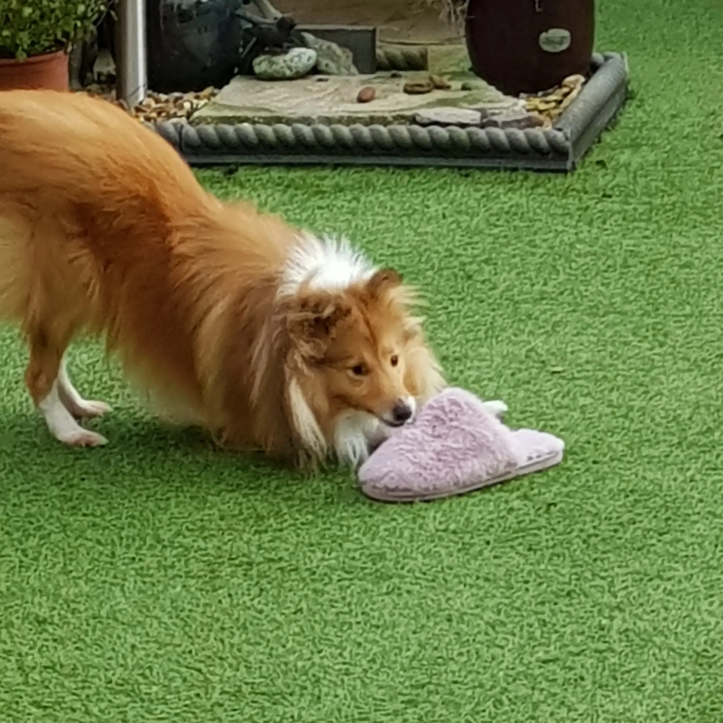 Shetland Sheepdog
