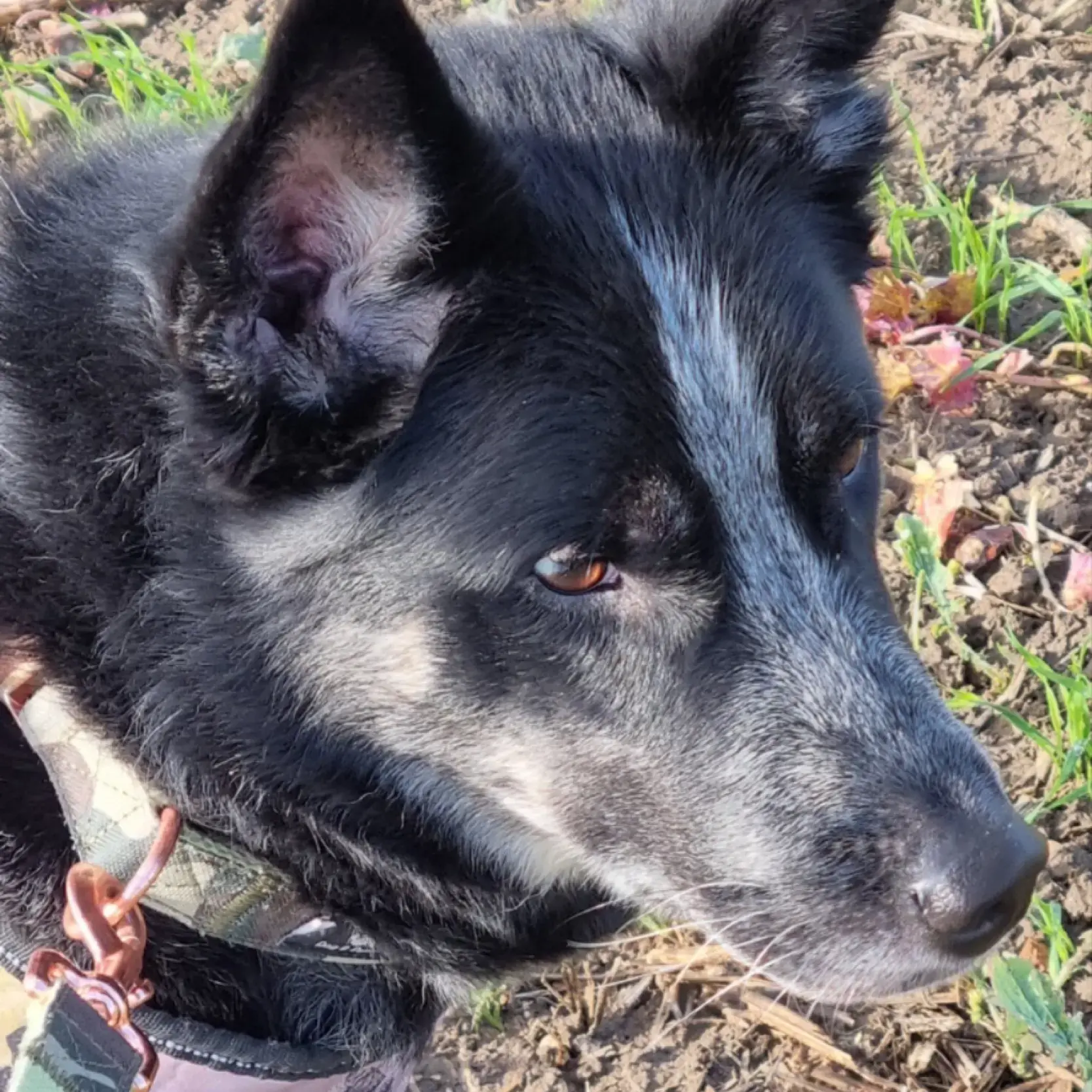 Border Collie