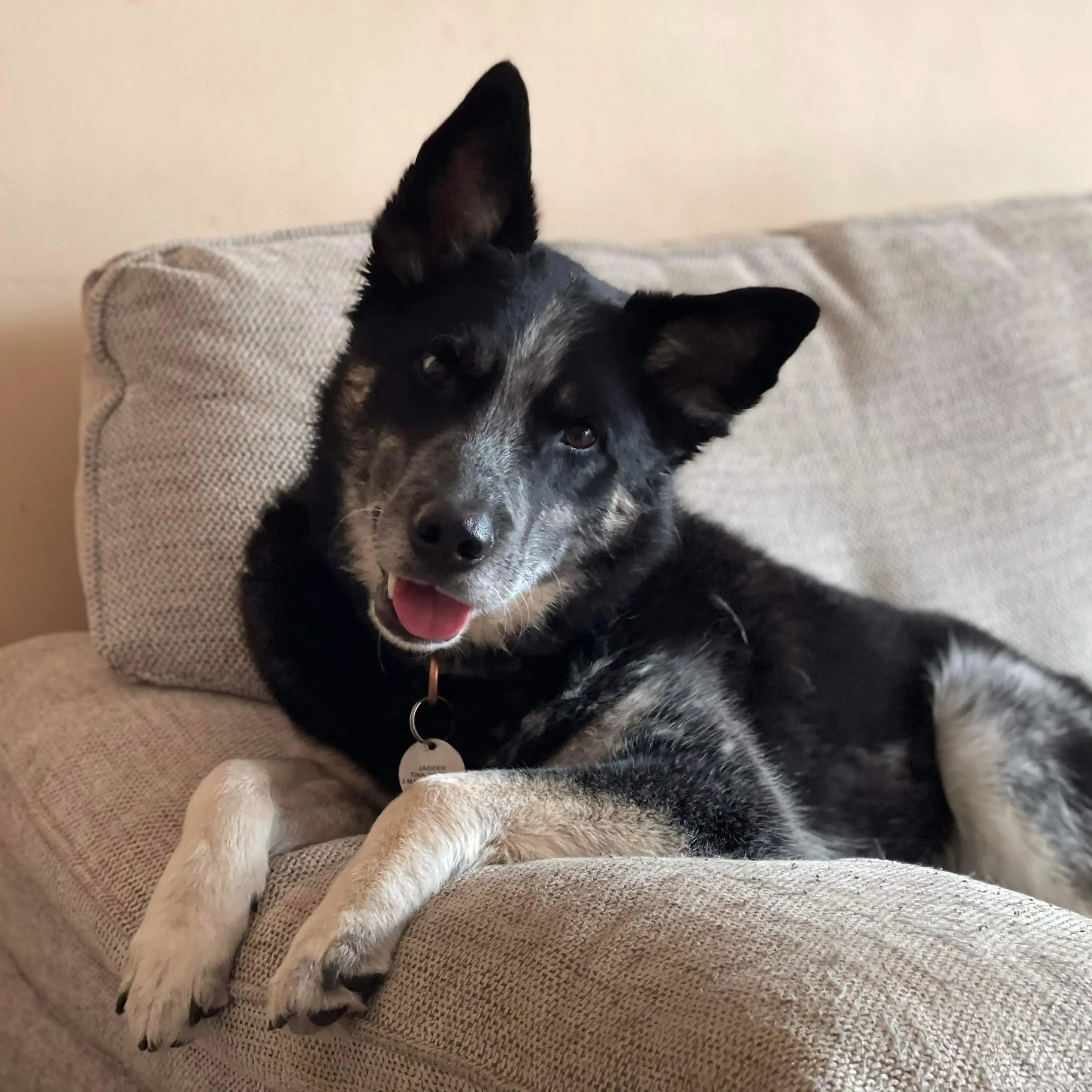 Border Collie
