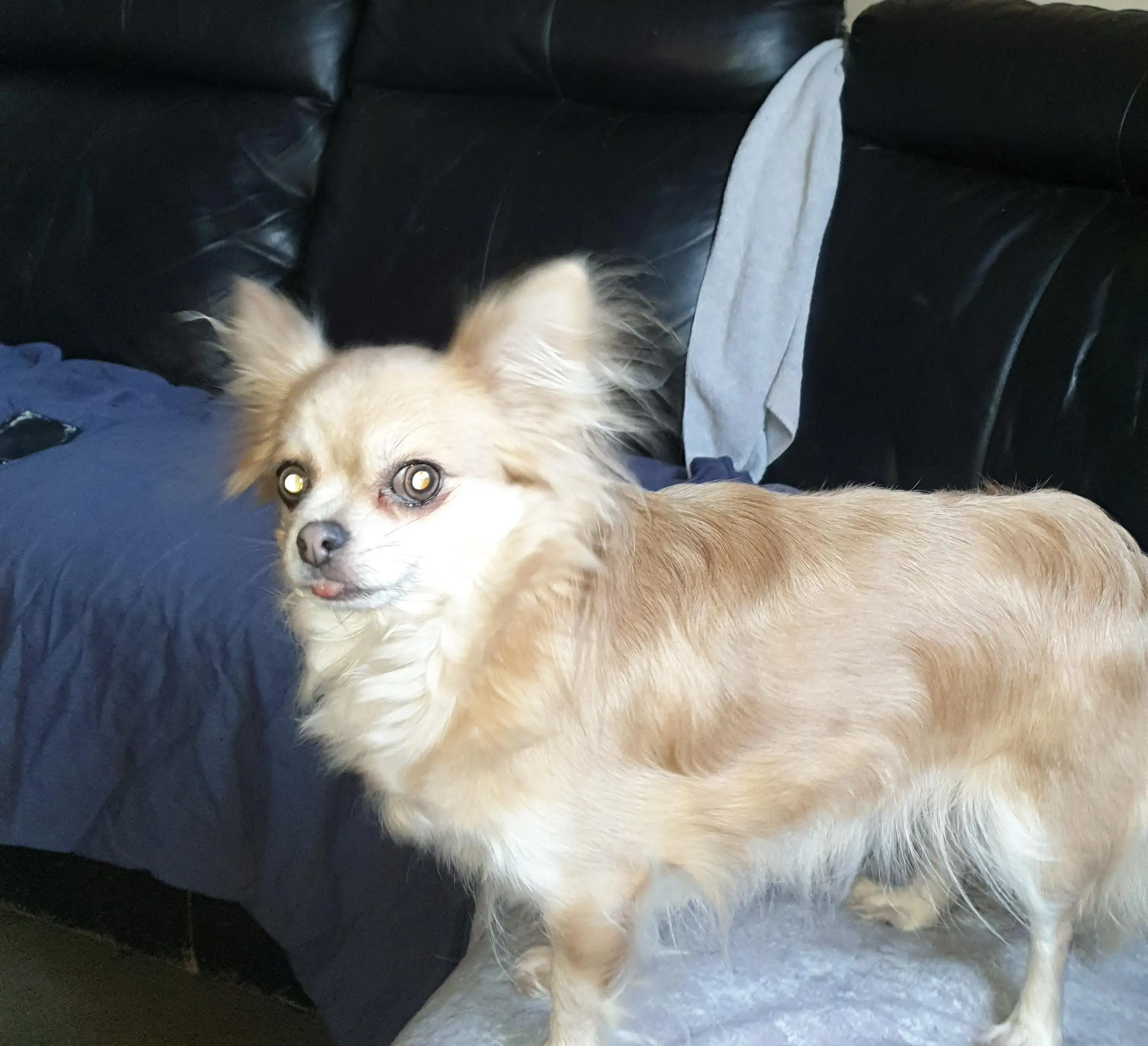 Chihuahua (Long Coat)
