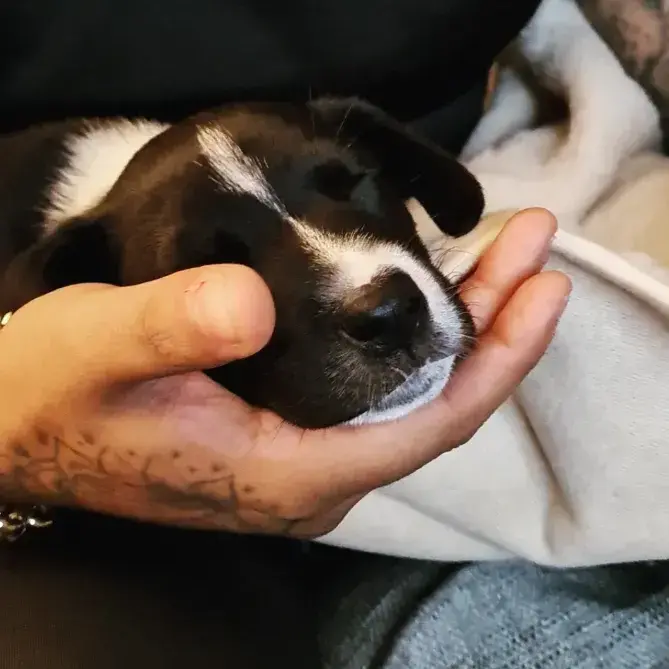 Siberian Husky
