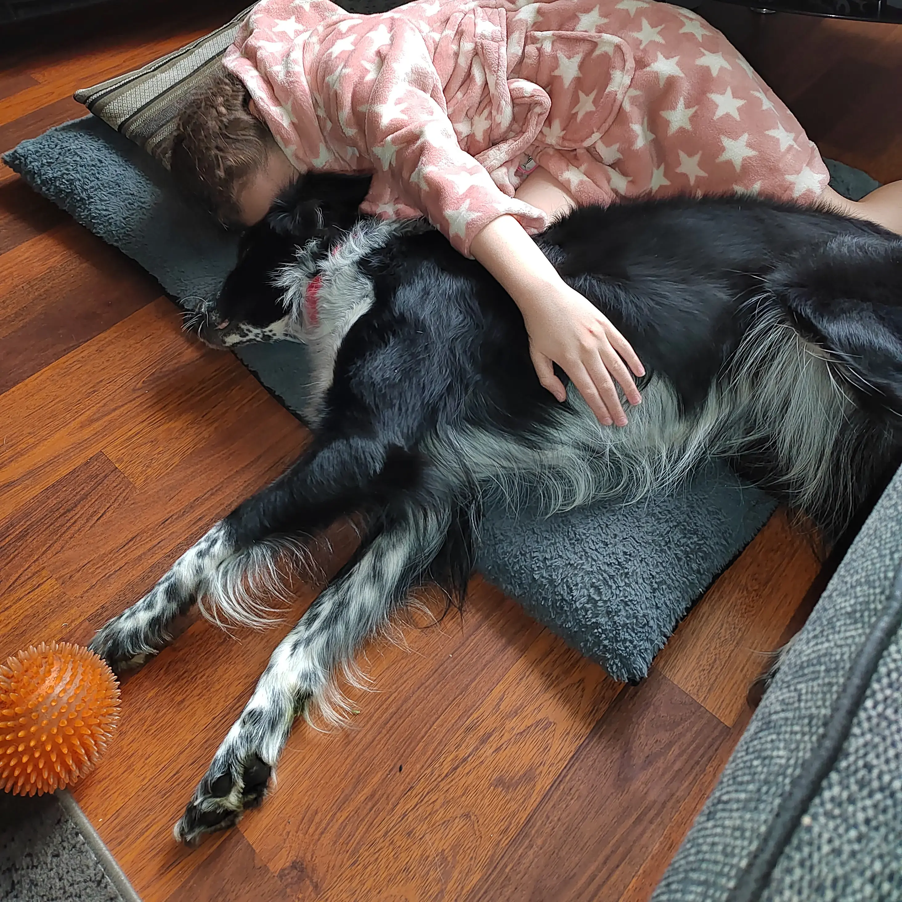 Border Collie