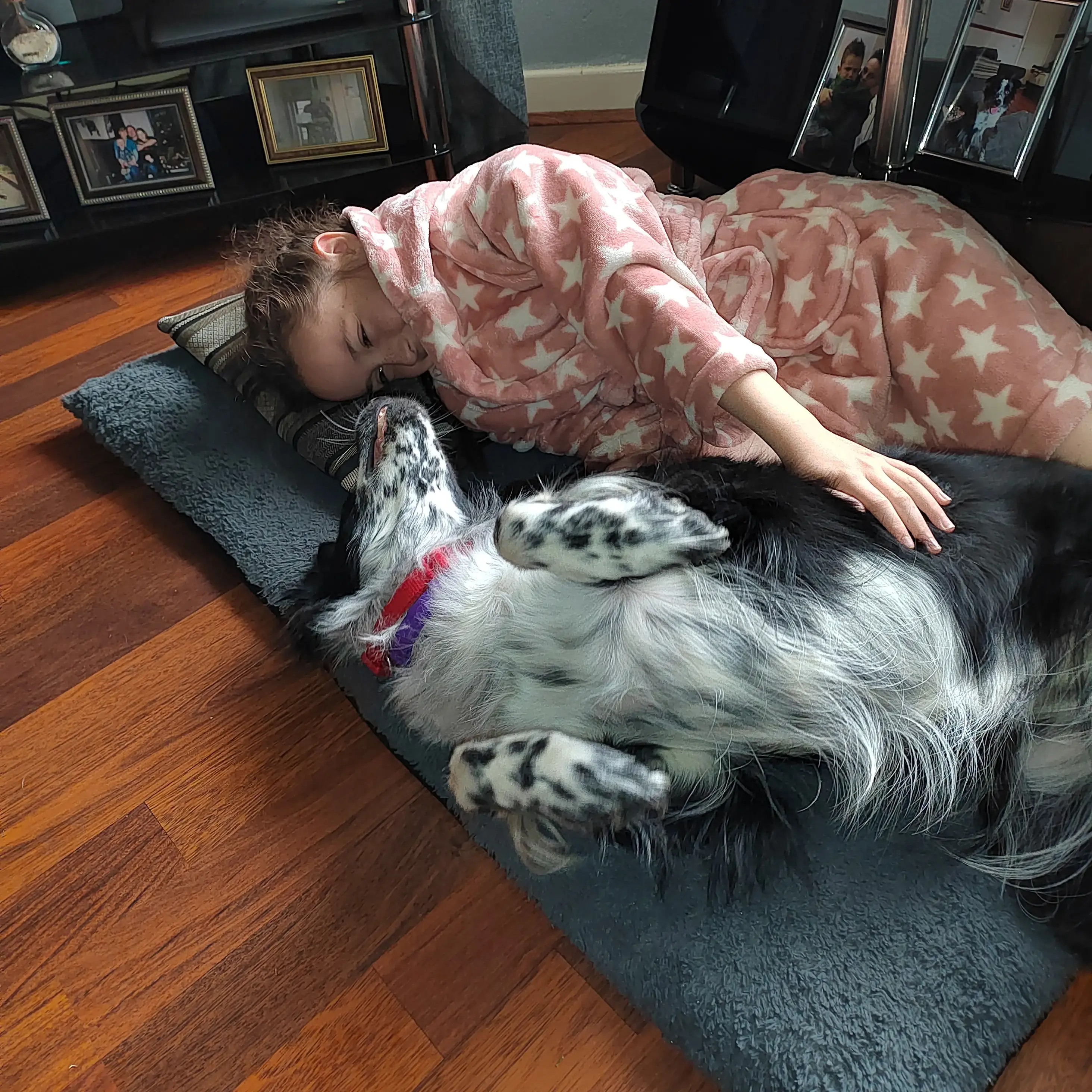 Border Collie