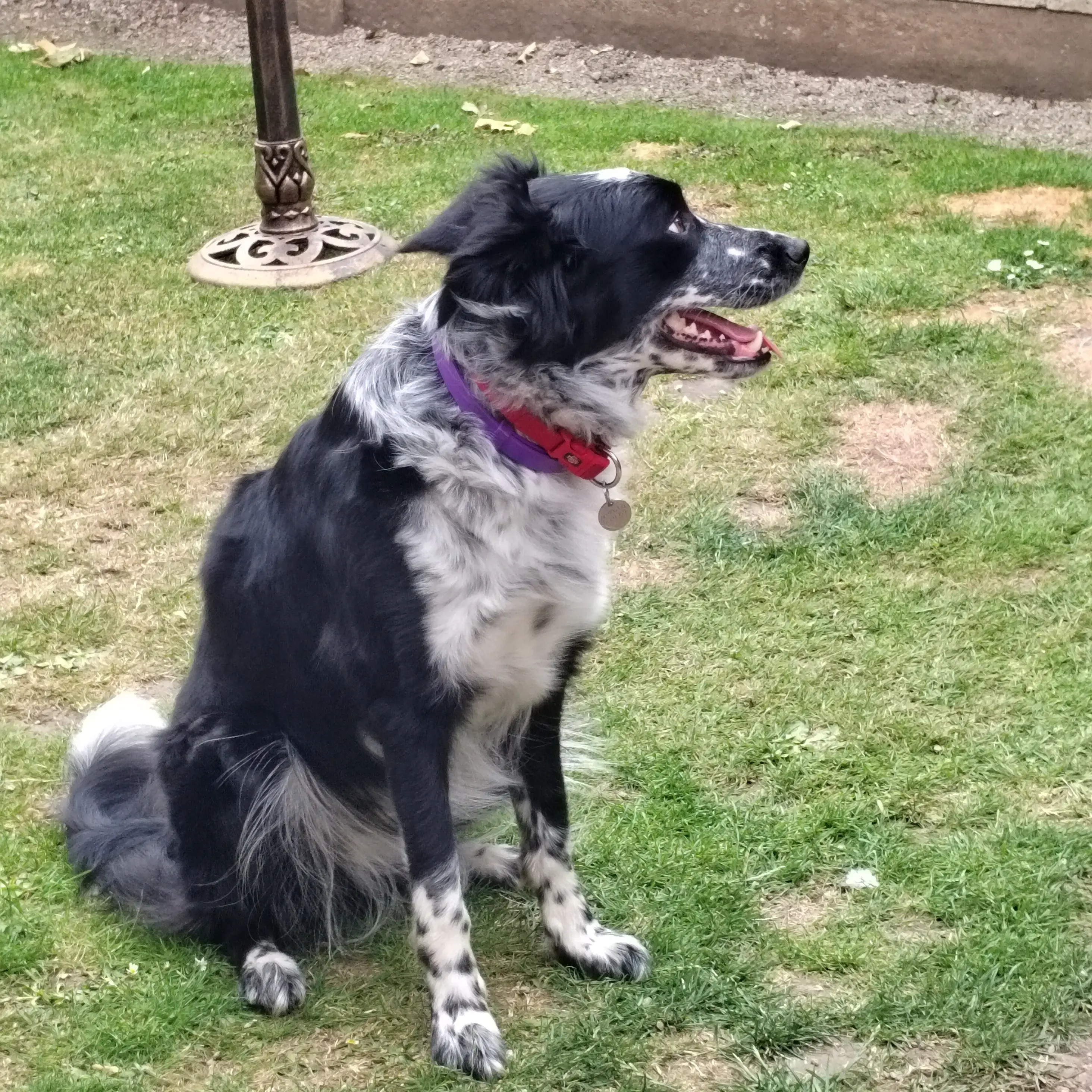 Border Collie