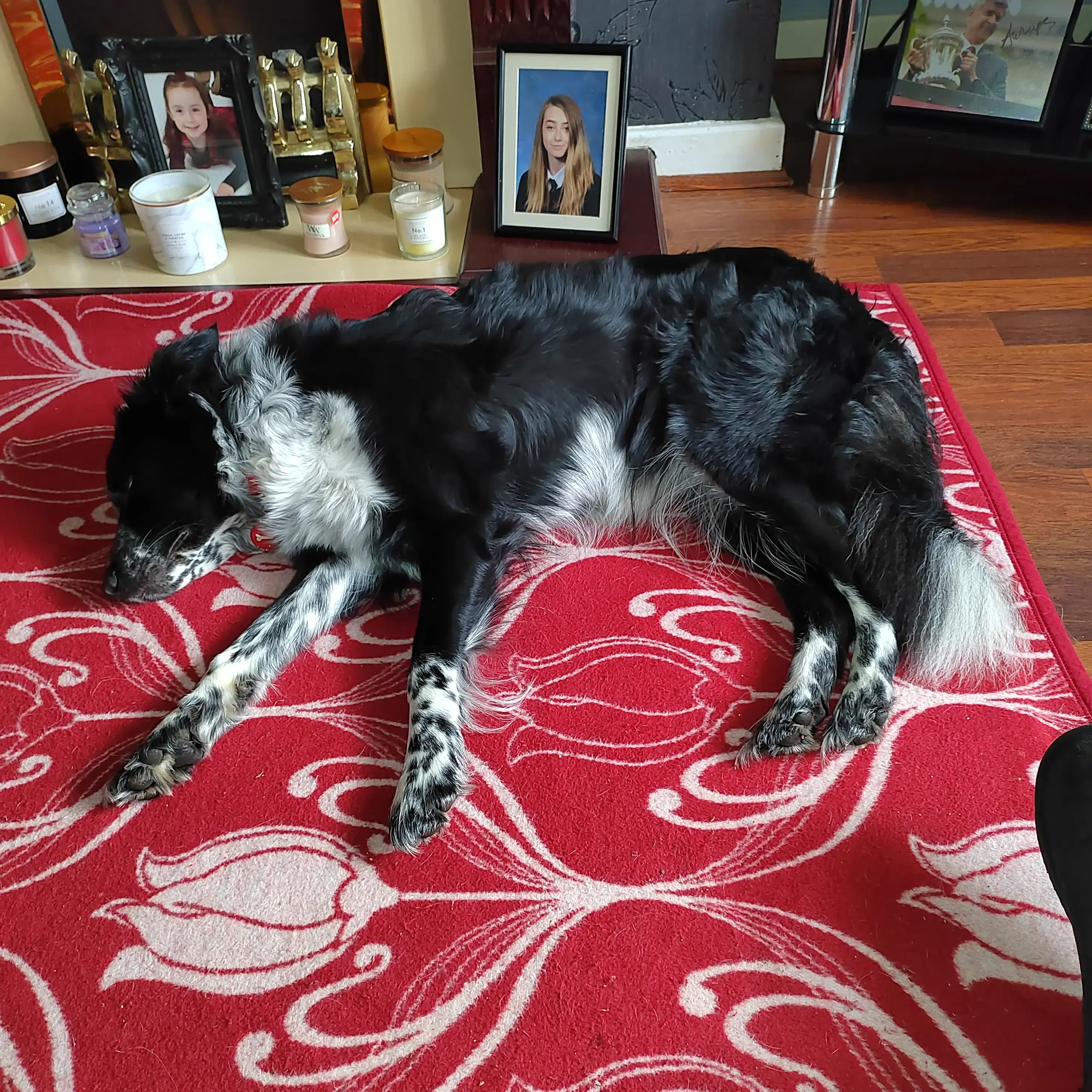 Border Collie