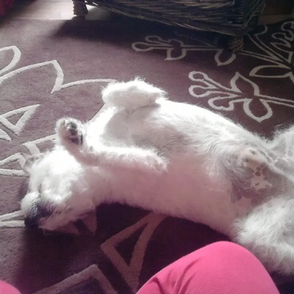 Parson Russell Terrier