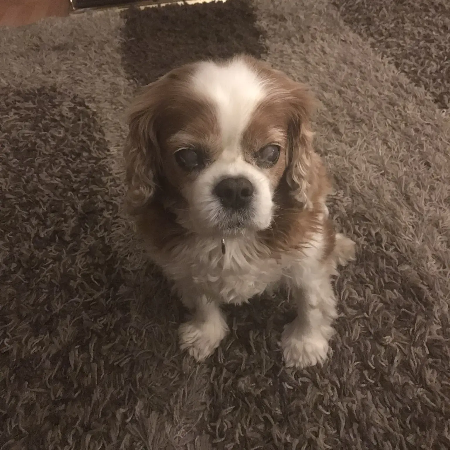 King Charles Spaniel