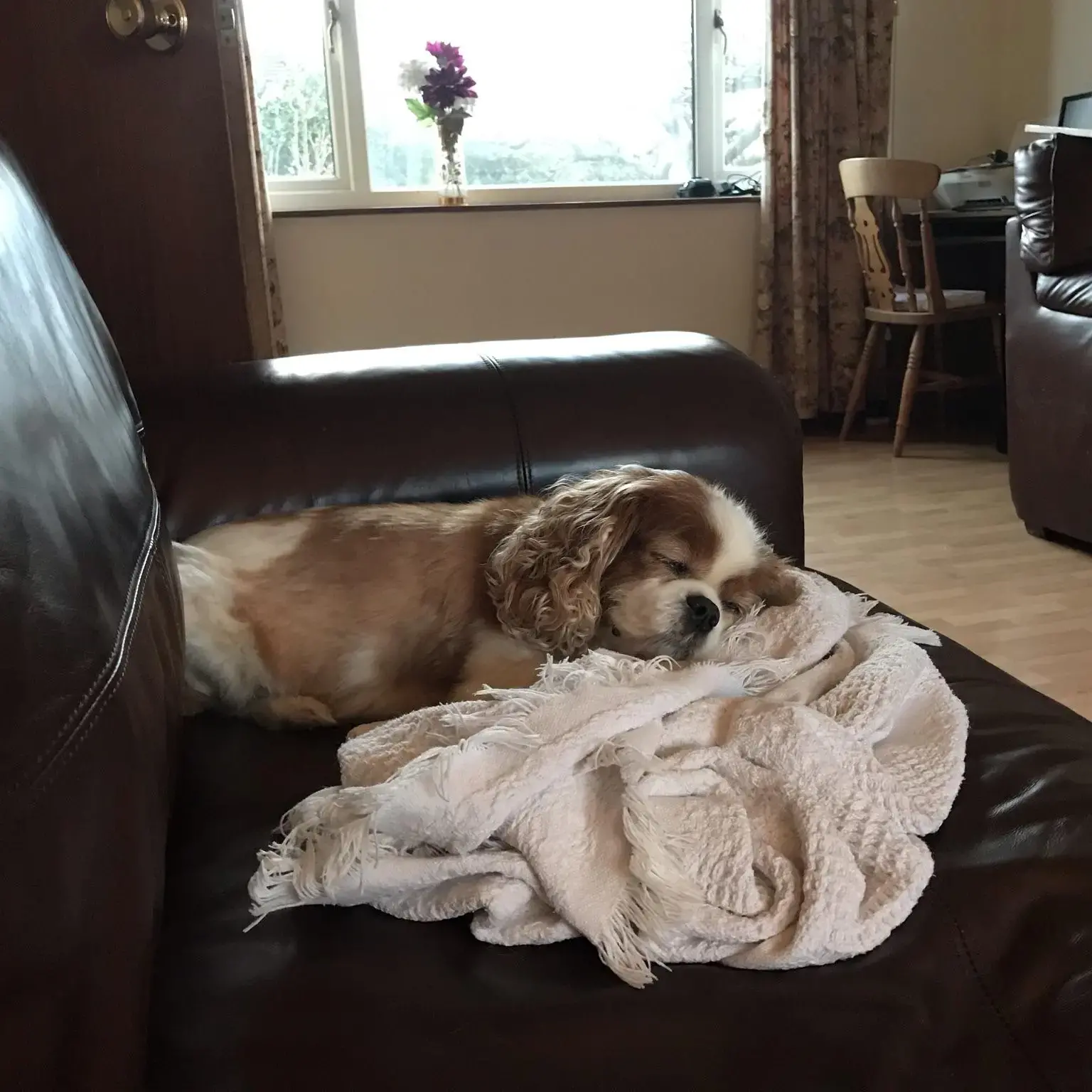 King Charles Spaniel