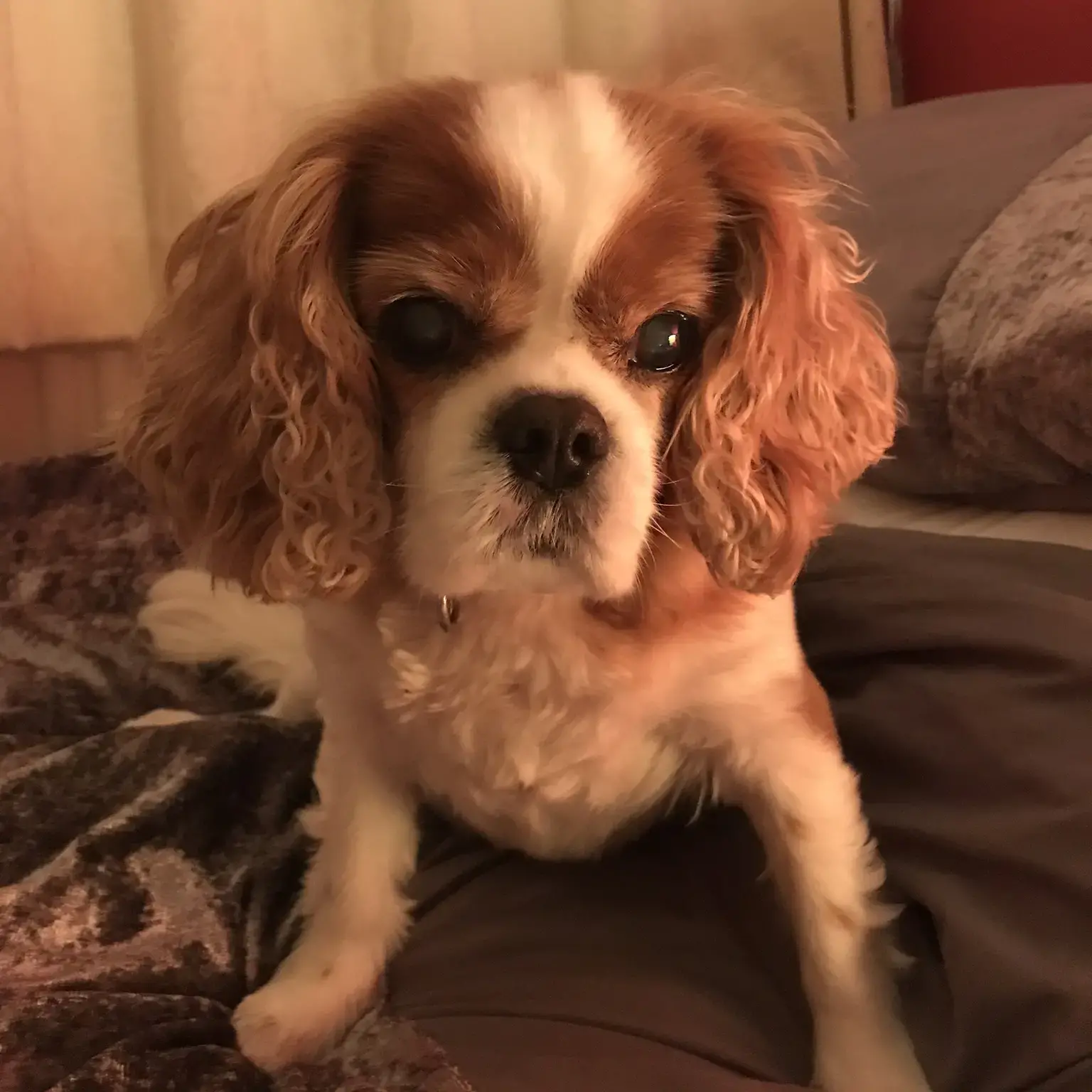 King Charles Spaniel