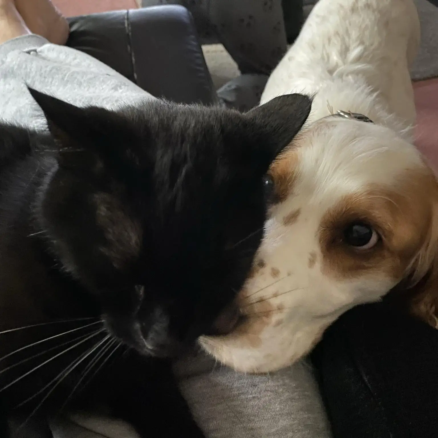 Cocker Spaniel (English)