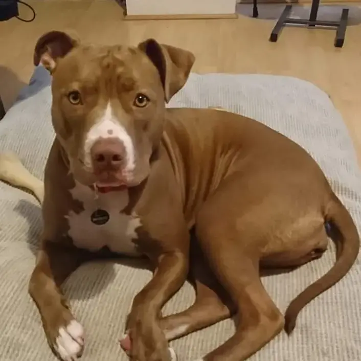 Staffordshire Bull Terrier