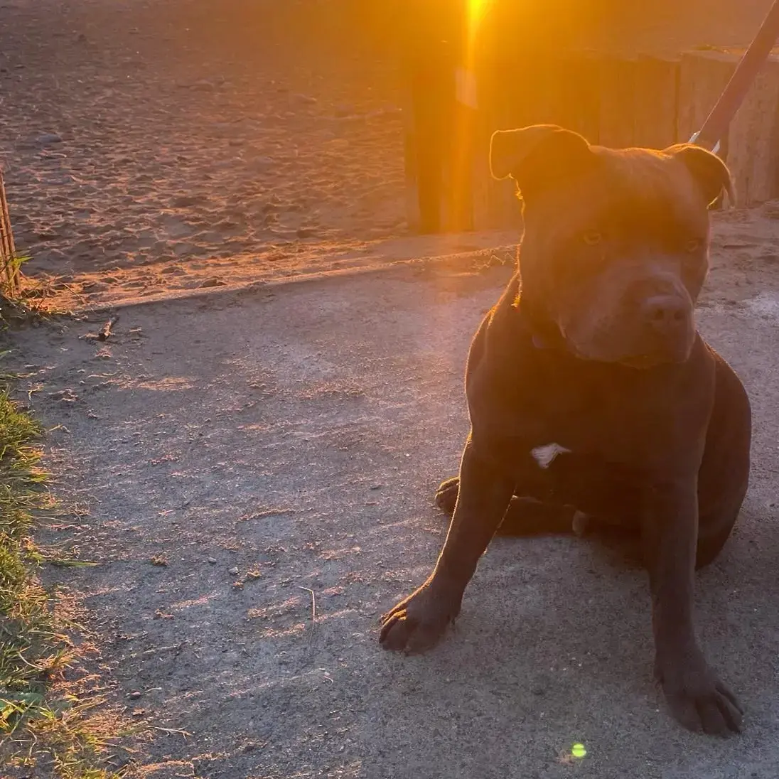 Staffordshire Bull Terrier