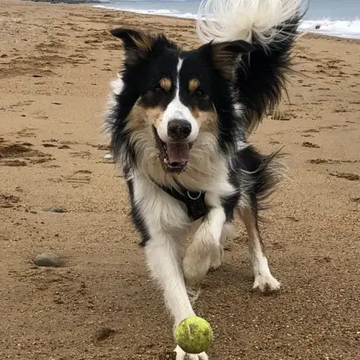 Border Collie