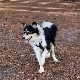 Border Collie