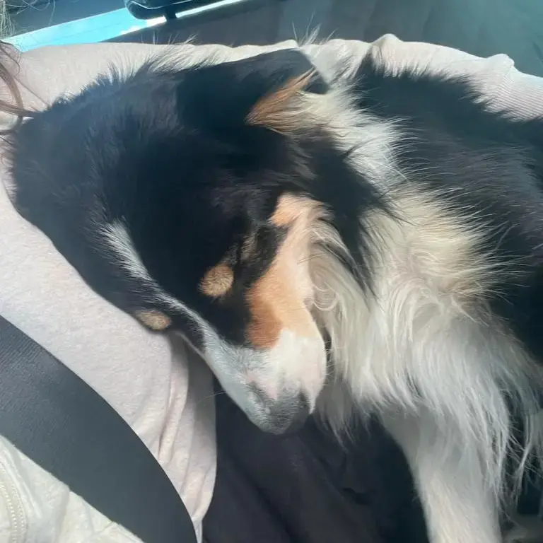 Border Collie