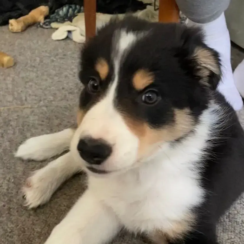 Border Collie
