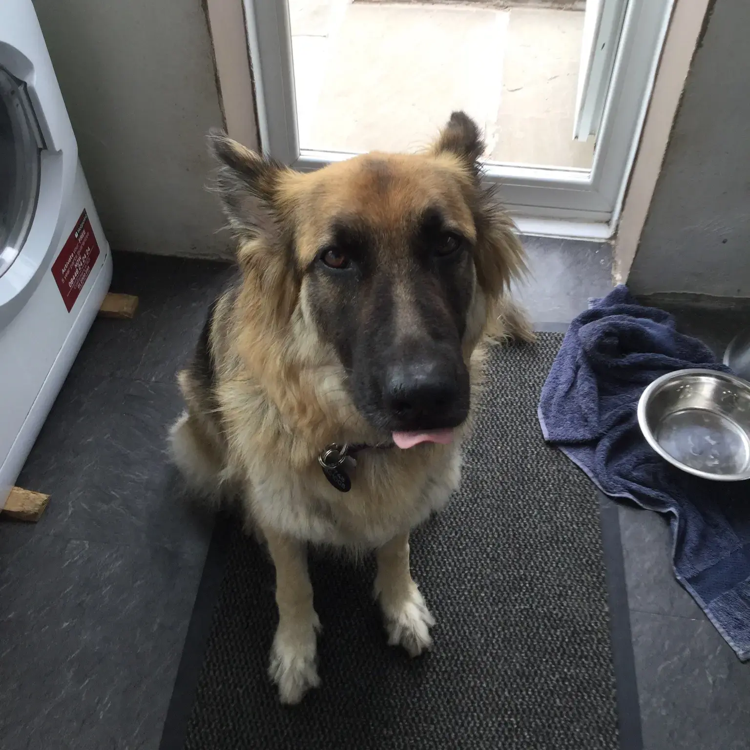 German Shepherd Dog
