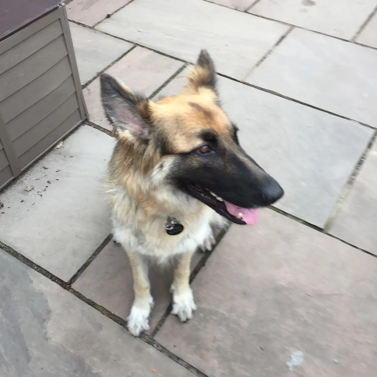 German Shepherd Dog