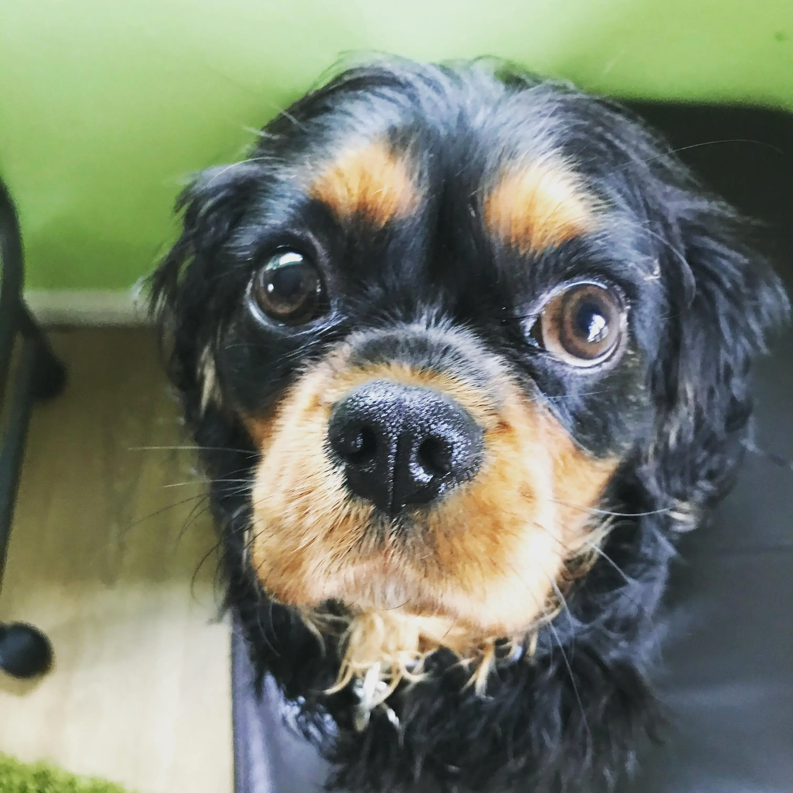 King Charles Spaniel