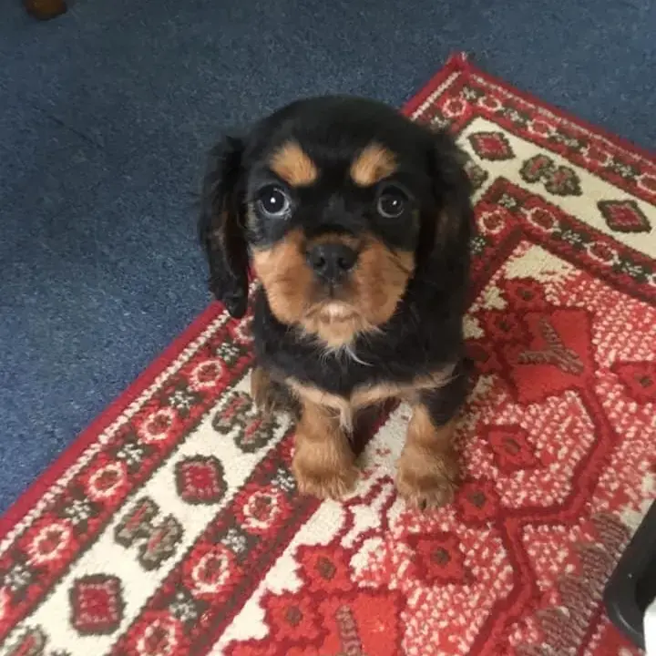 King Charles Spaniel