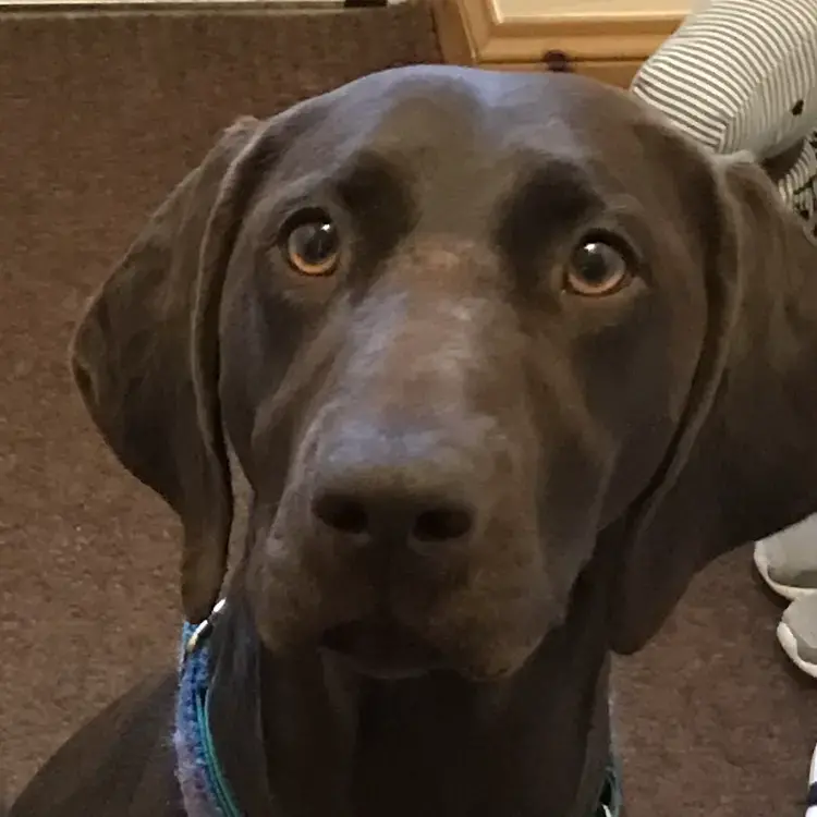 German Short-Haired Pointer