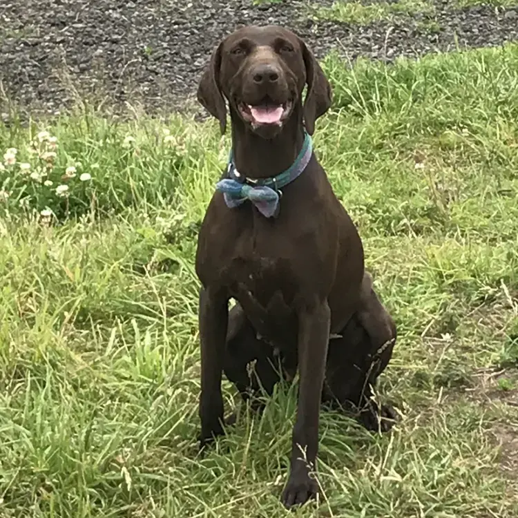 German Short-Haired Pointer