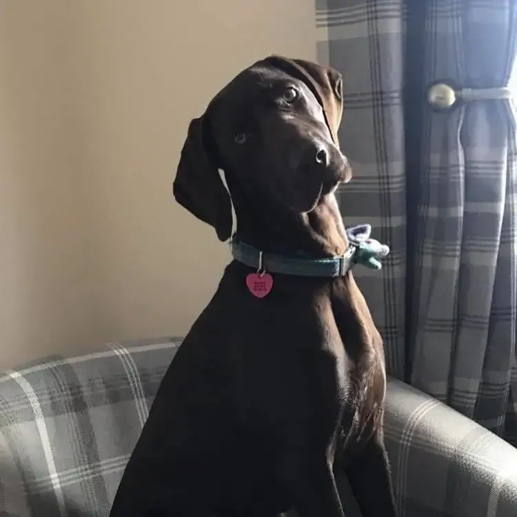 German Short-Haired Pointer