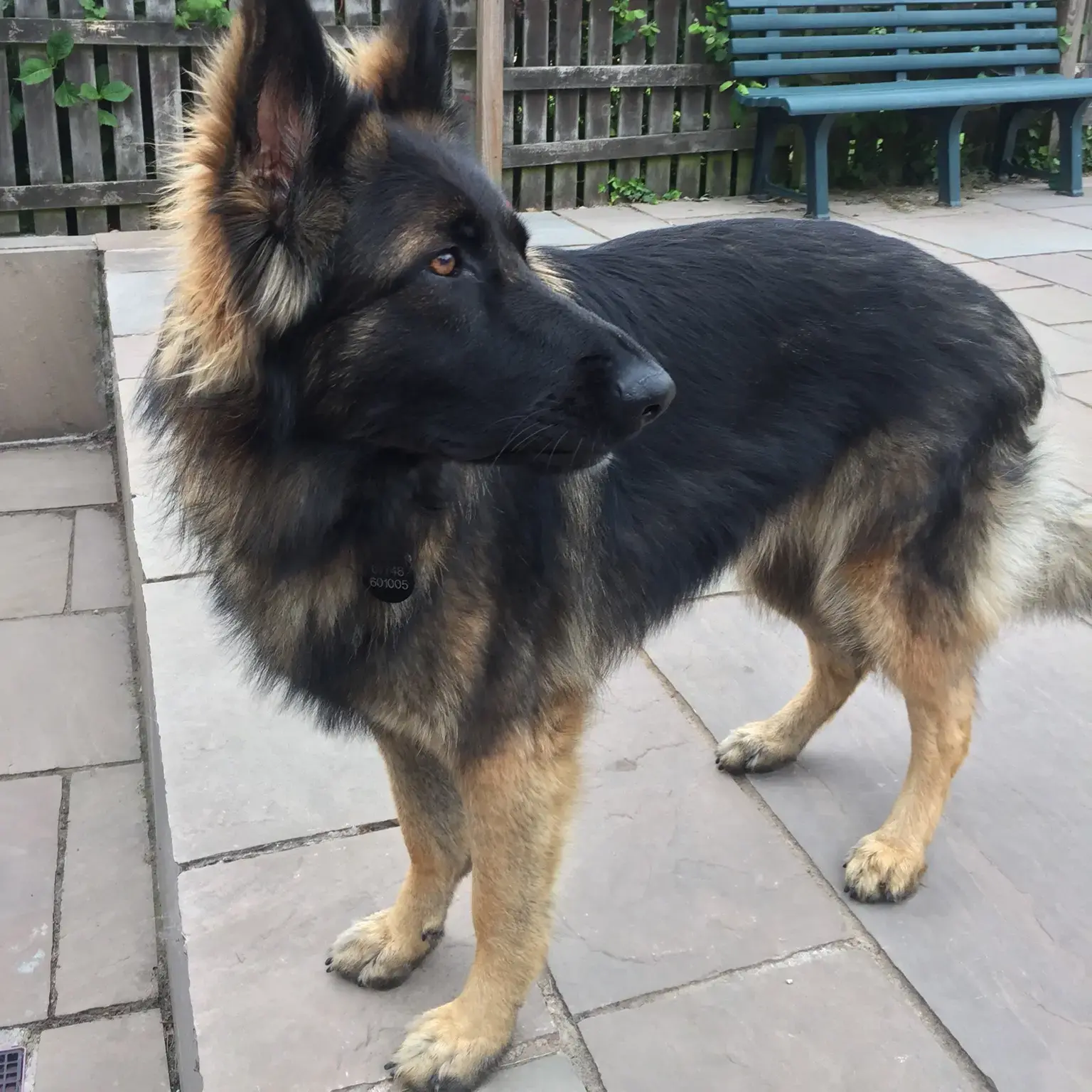 German Shepherd Dog