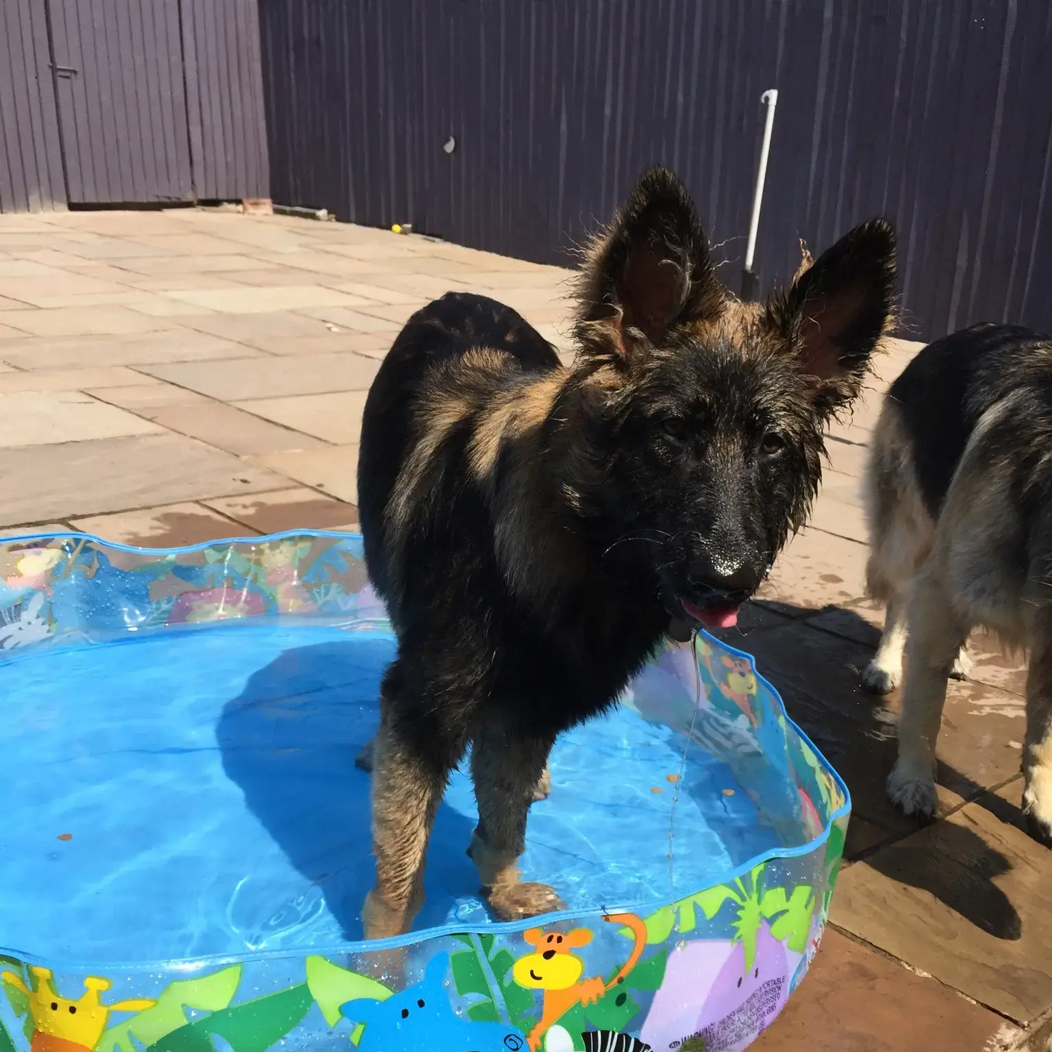 German Shepherd Dog