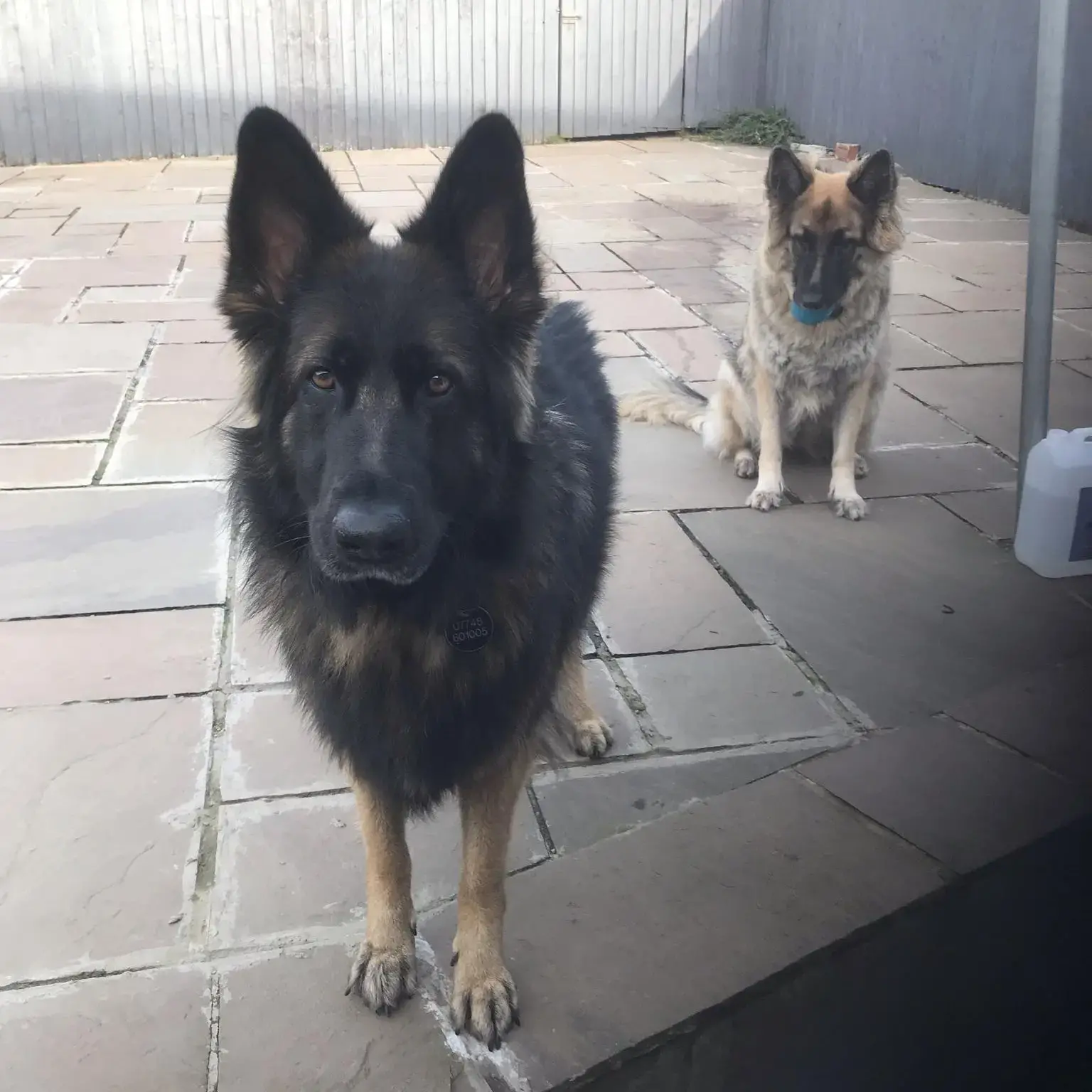 German Shepherd Dog
