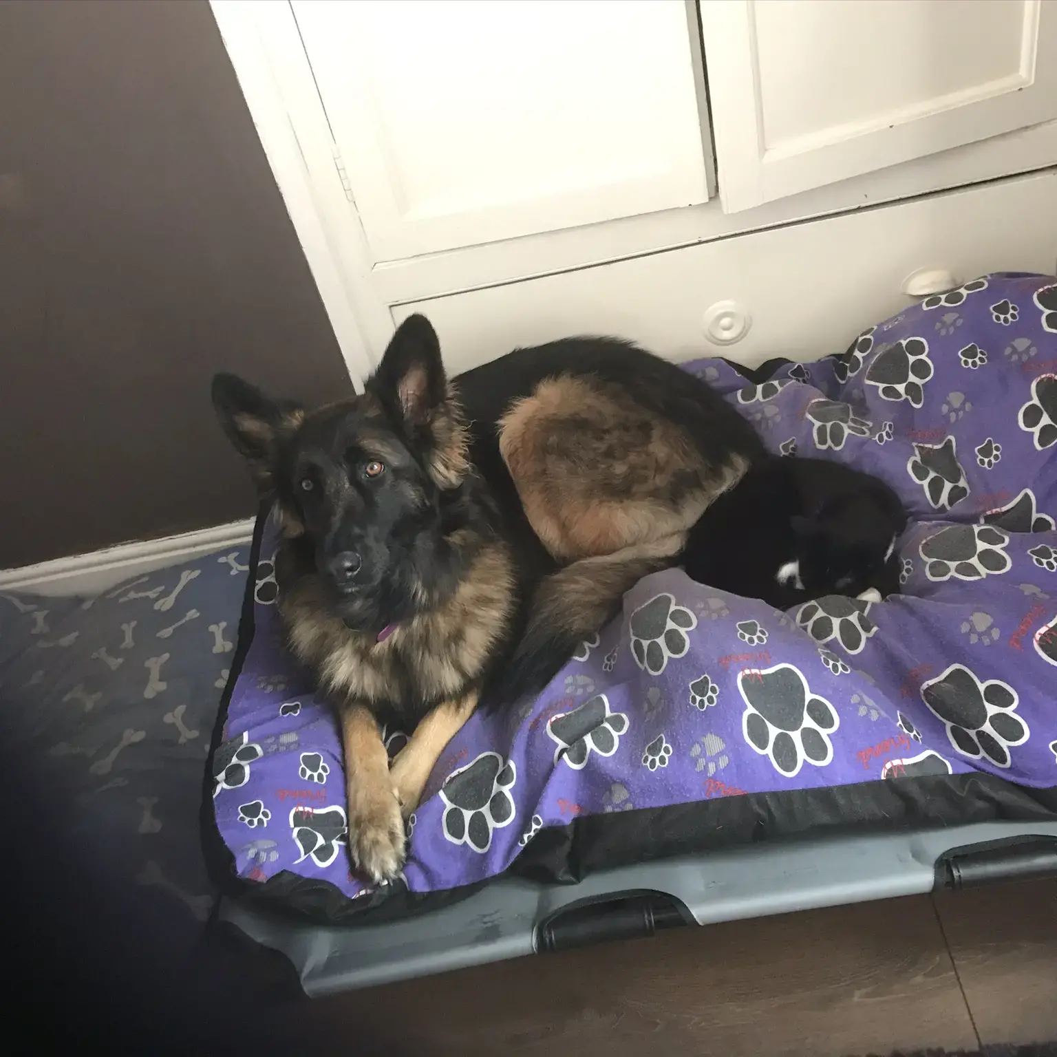 German Shepherd Dog