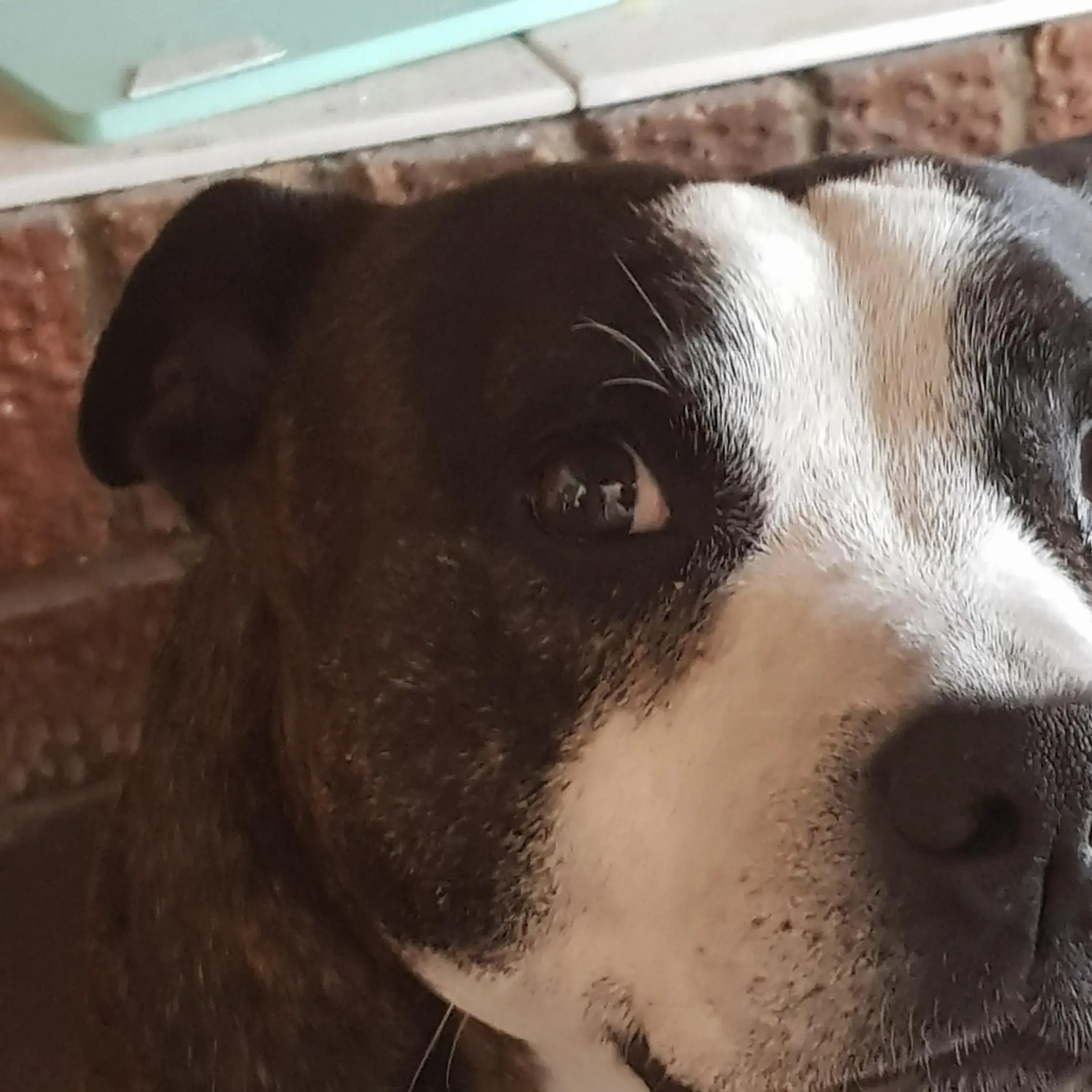 Staffordshire Bull Terrier