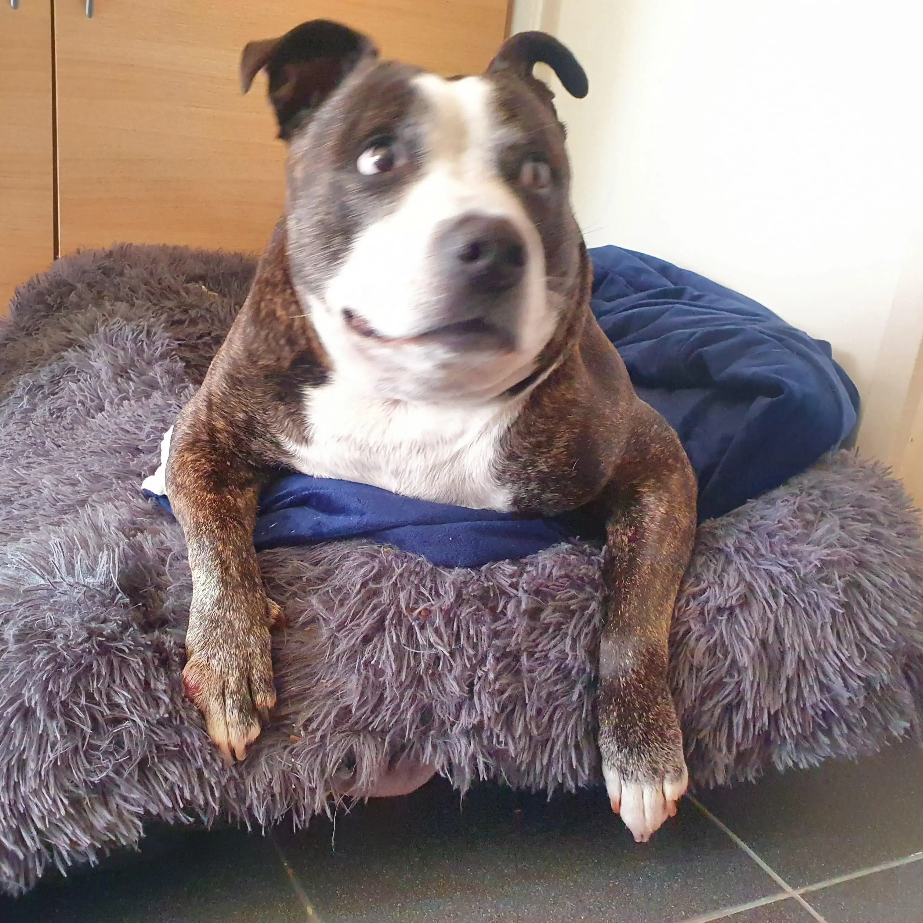 Staffordshire Bull Terrier