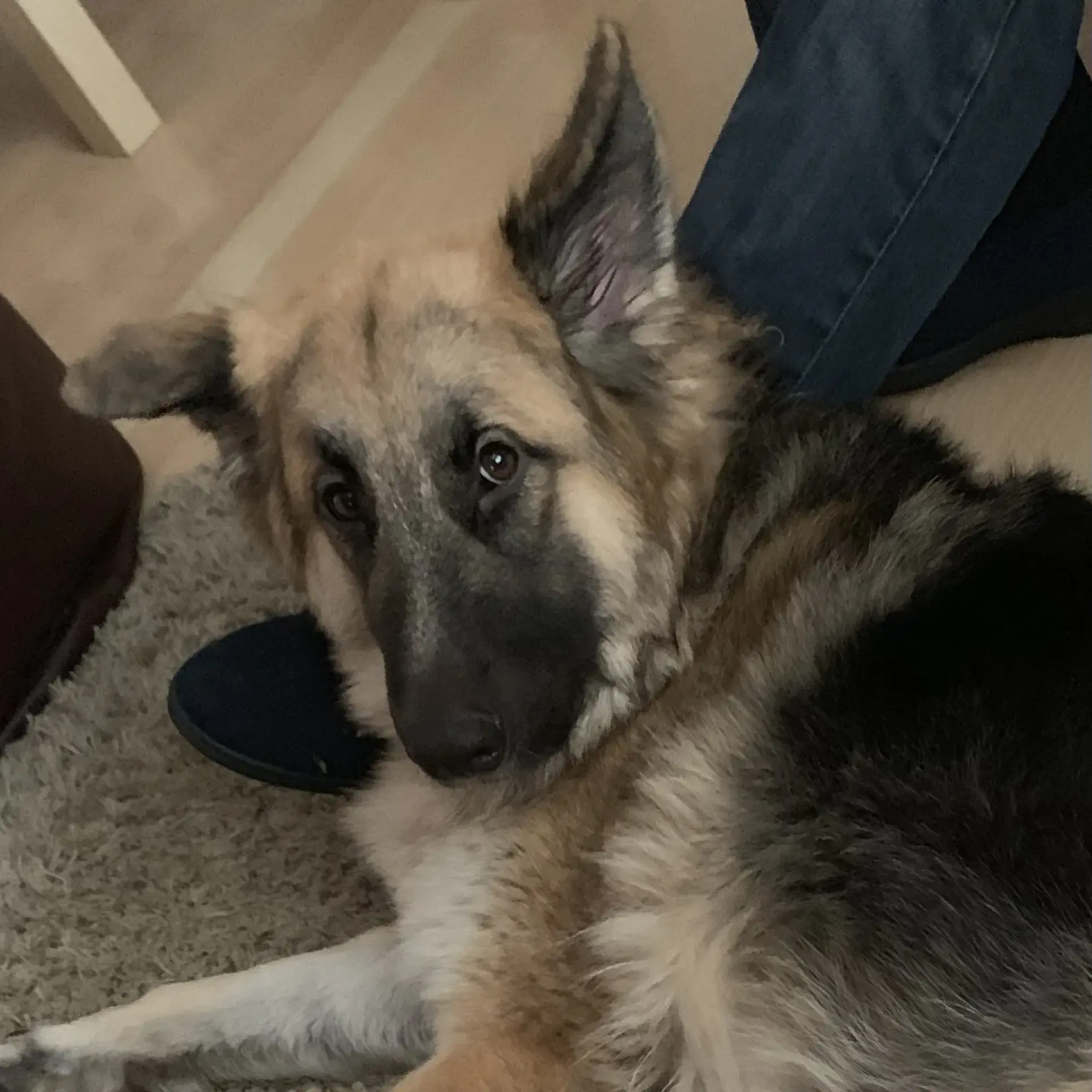 German Shepherd Dog