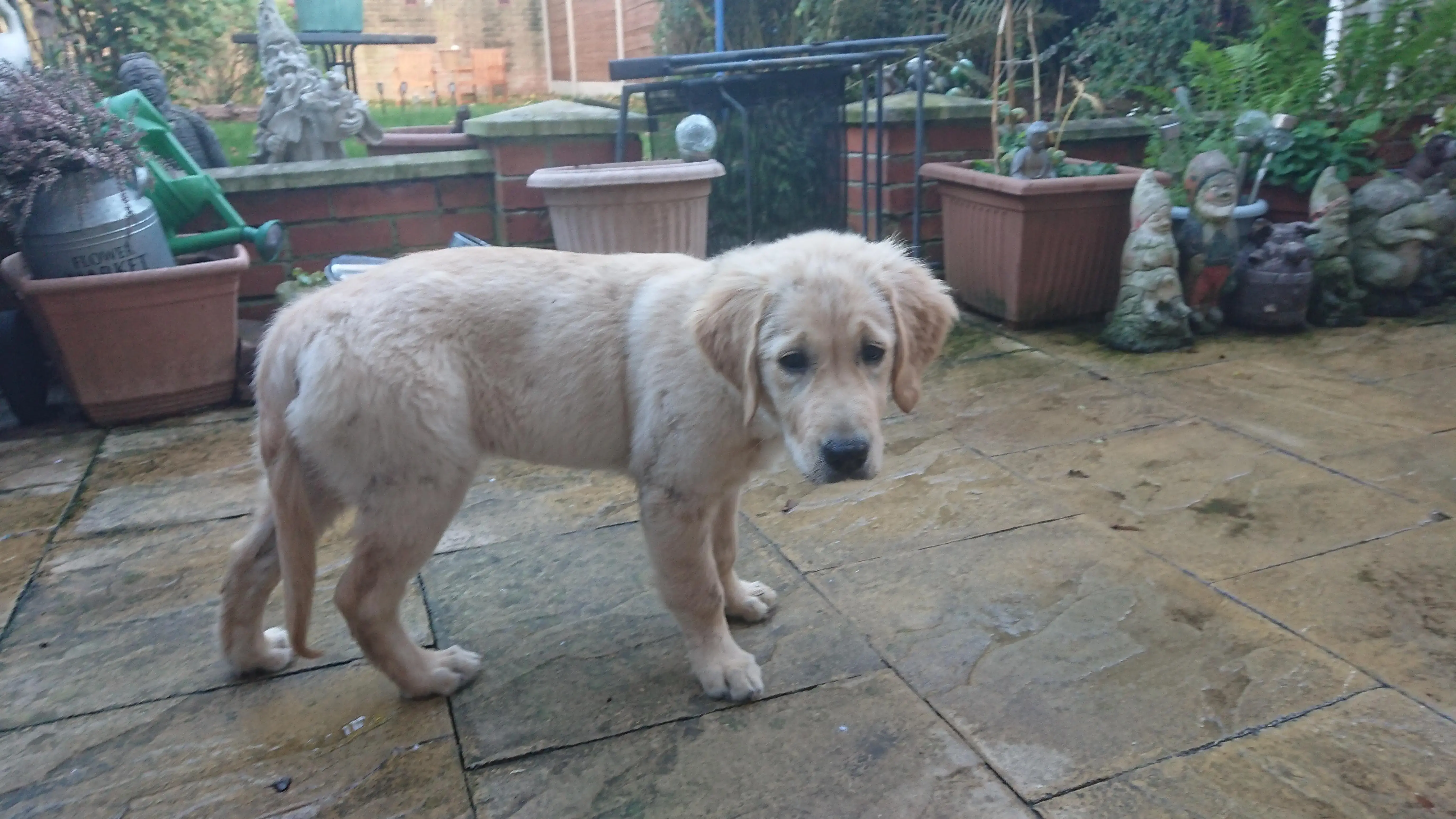 Golden Retriever