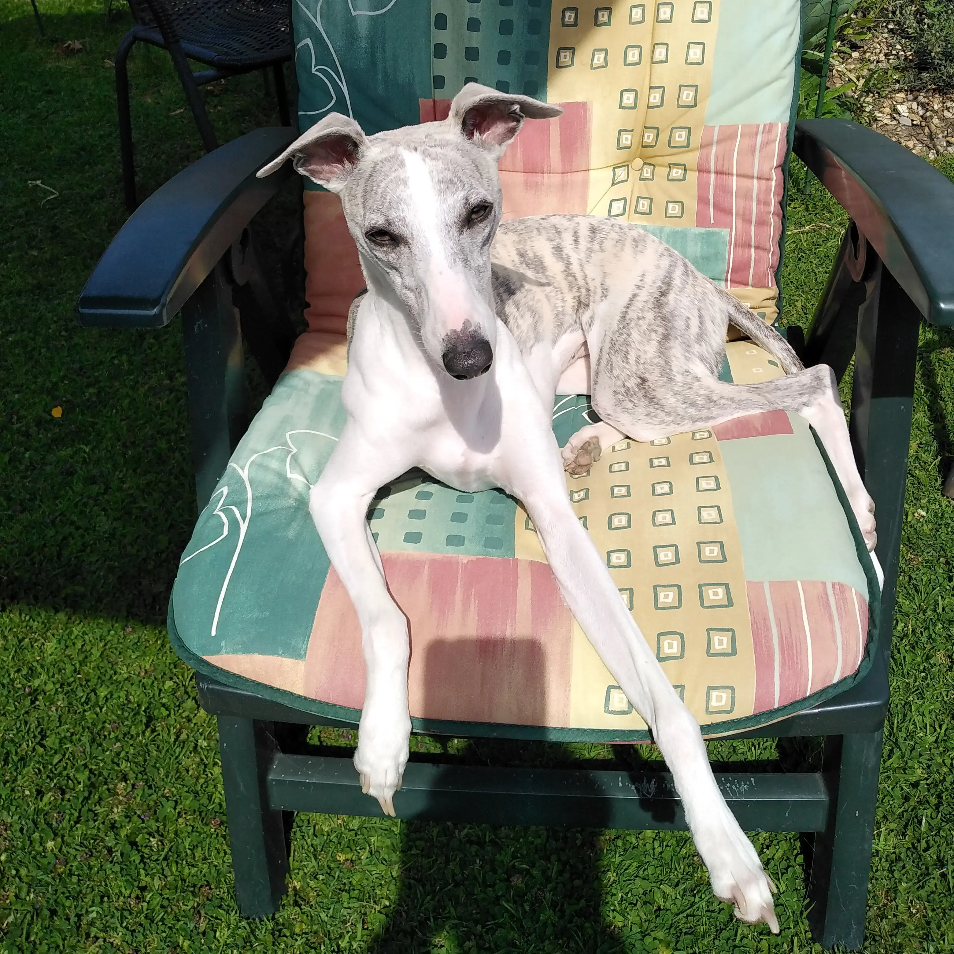 Whippet
