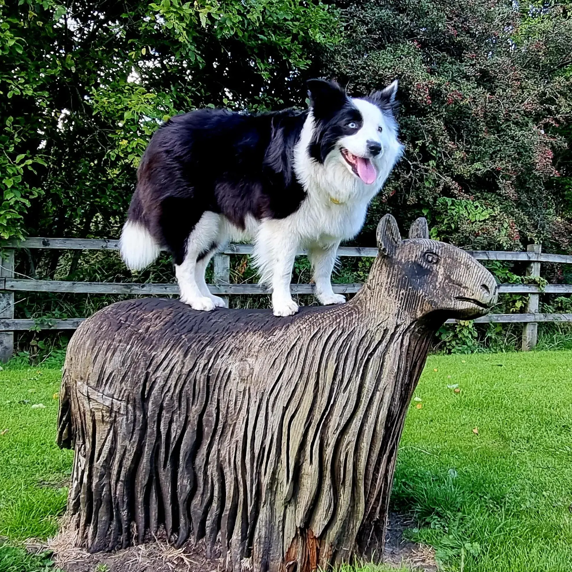 Border Collie