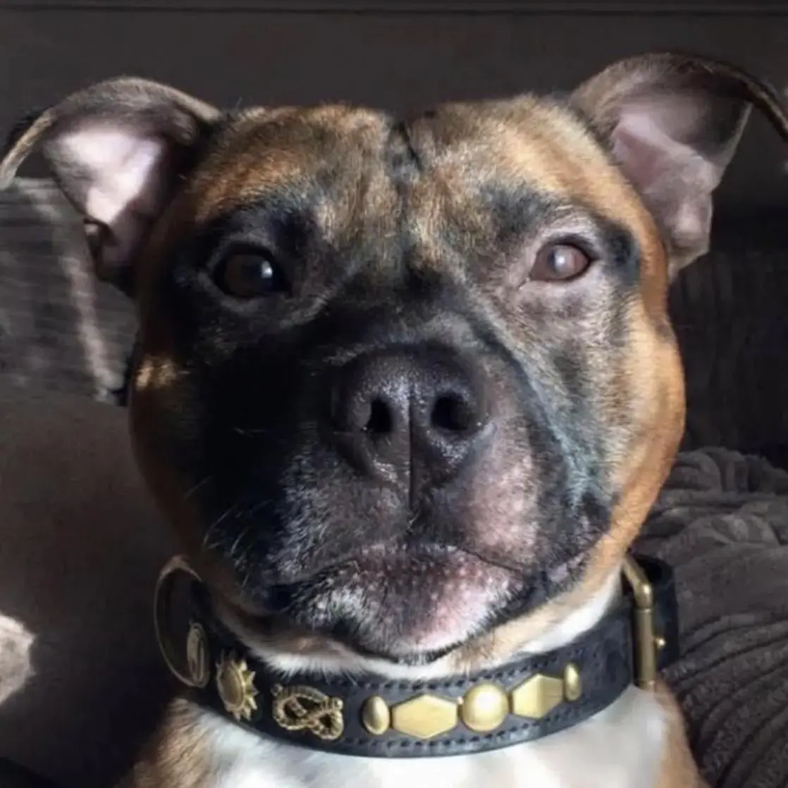 Staffordshire Bull Terrier